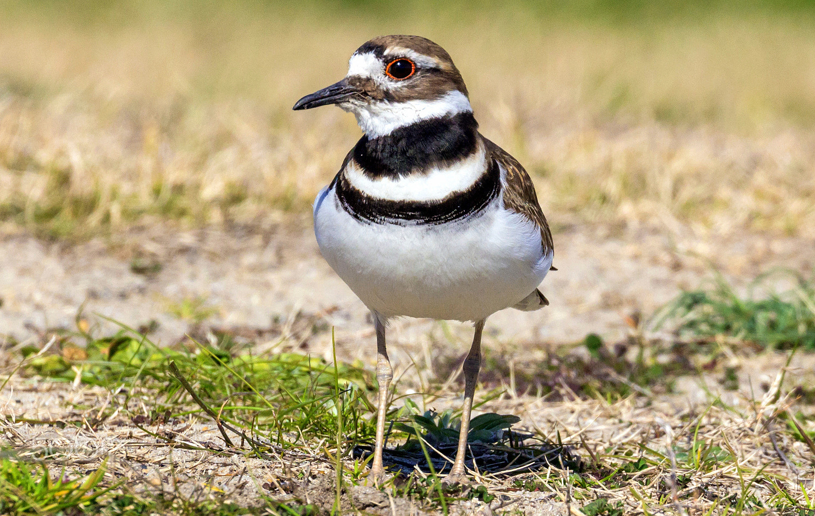 Canon EOS 60D sample photo. Killdeer photography