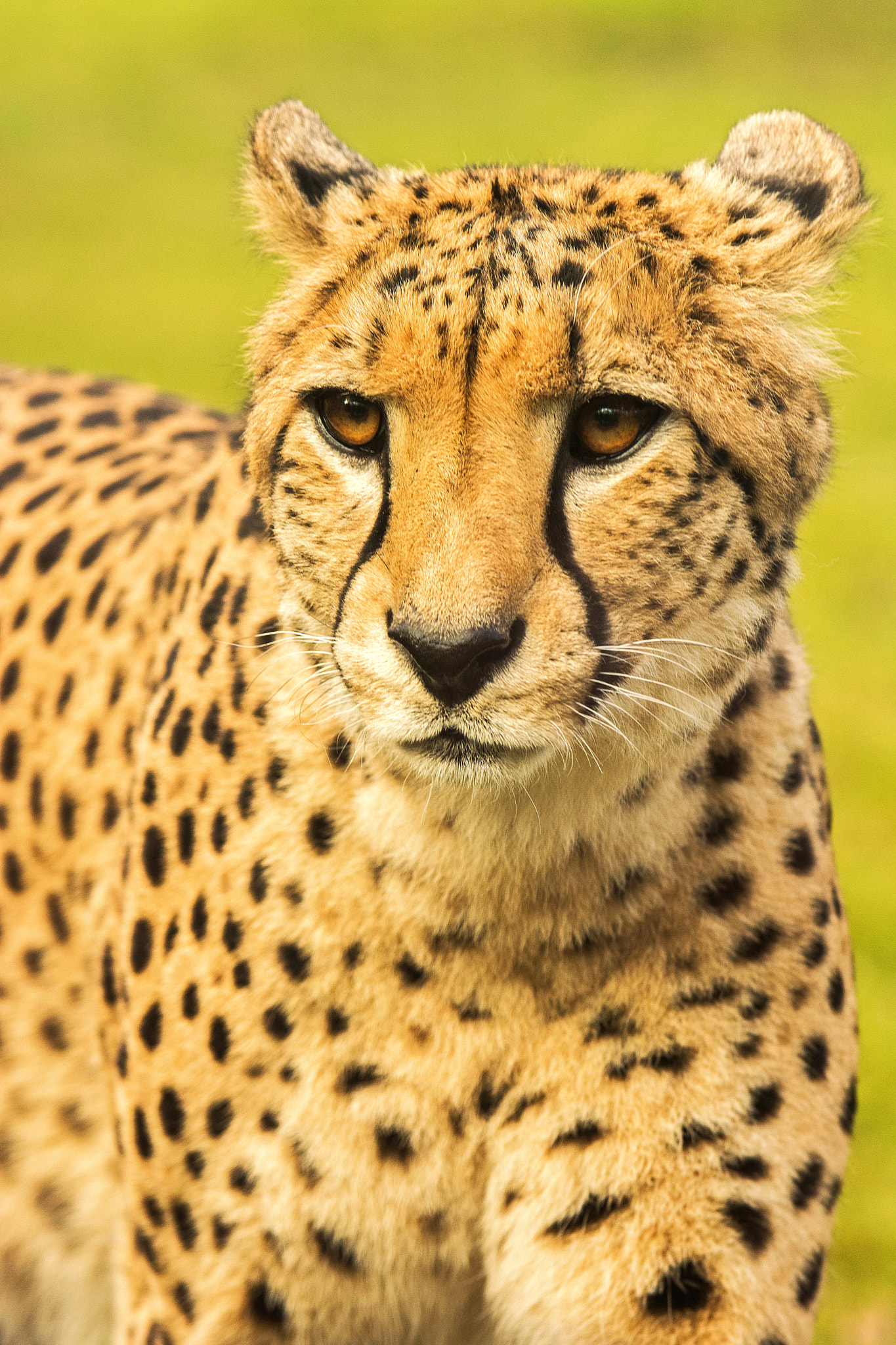 Nikon D7100 sample photo. Cheetah photography