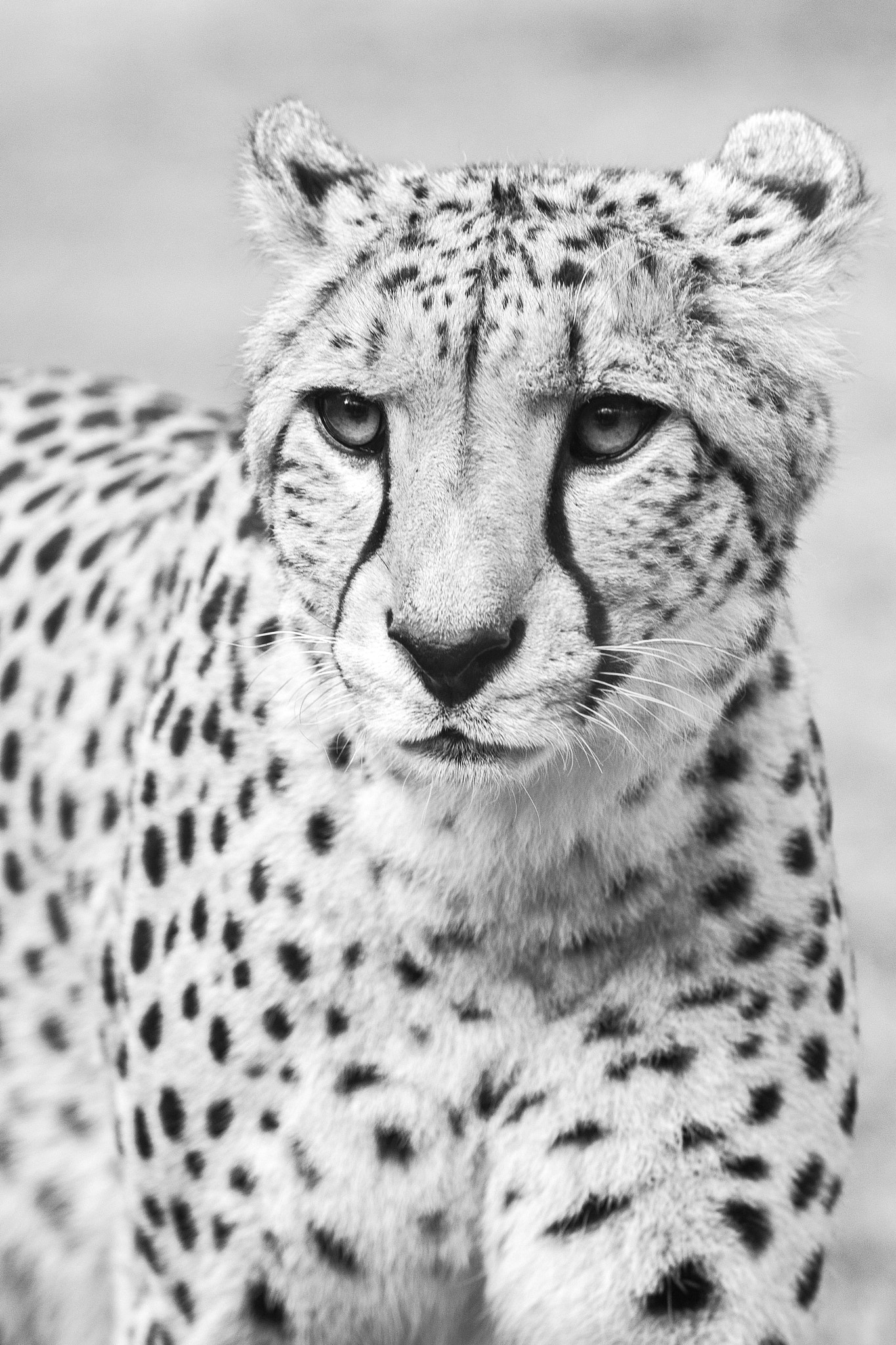 Nikon D7100 sample photo. Cheetah b/w photography