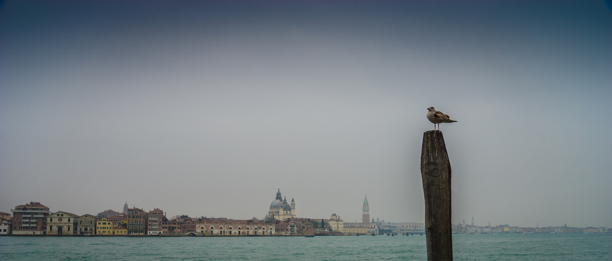 Sony a7 II + Canon 24-105mm F4 DG OS HSM | Art 013 sample photo. Seagull is watching veneice photography