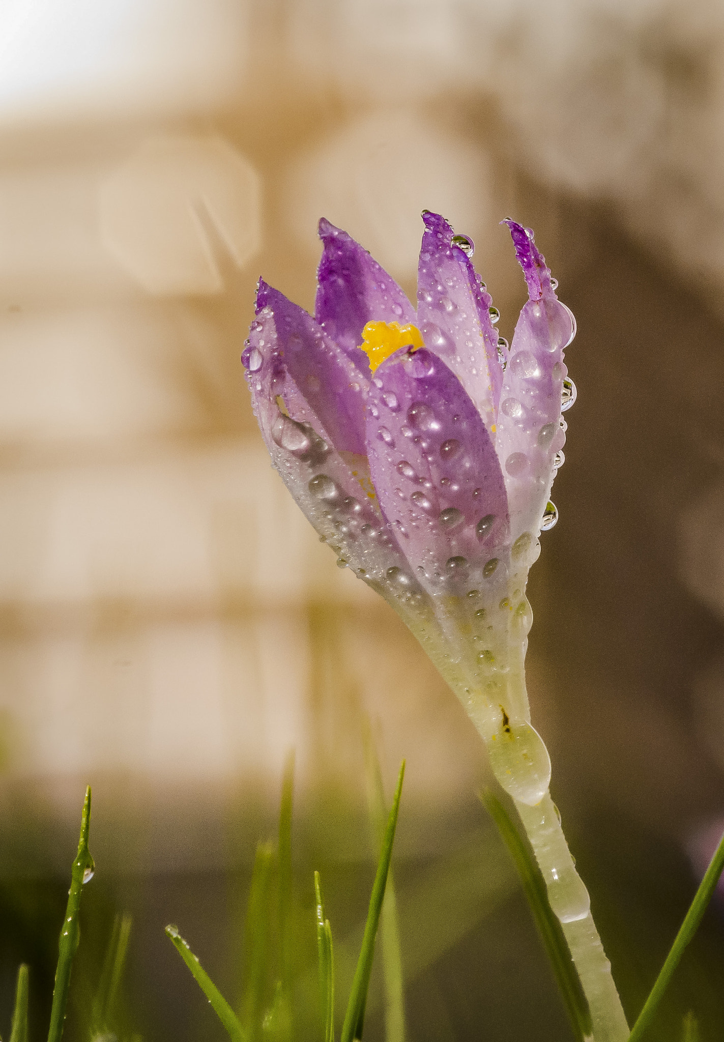 Sony SLT-A77 + Sigma 30mm F1.4 EX DC HSM sample photo. Krokus photography