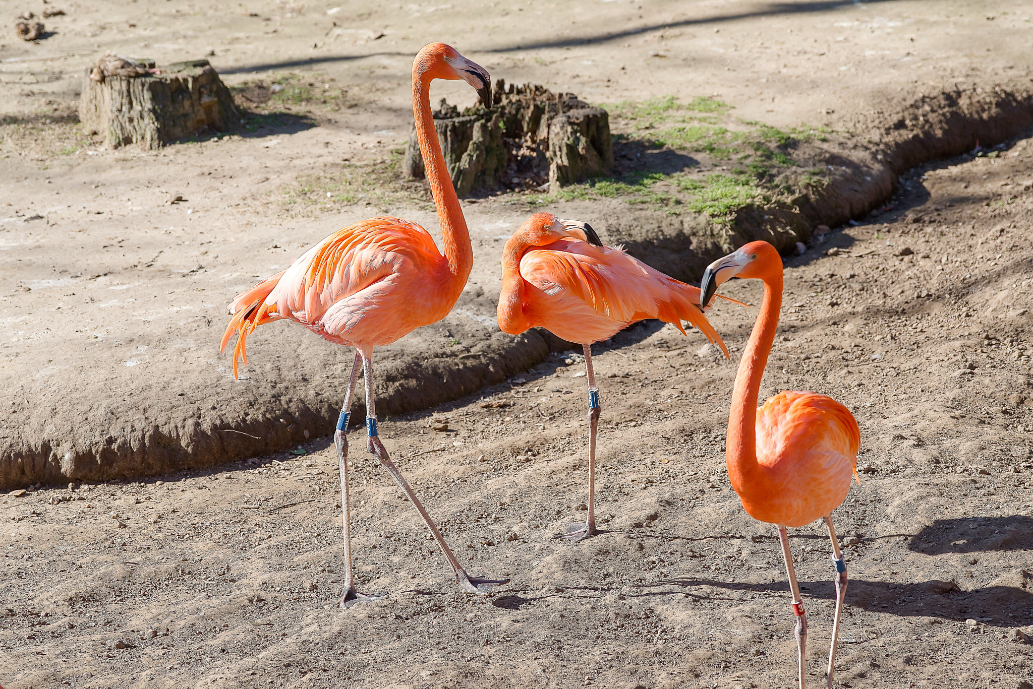 Sony a99 II sample photo. Flamingo photography