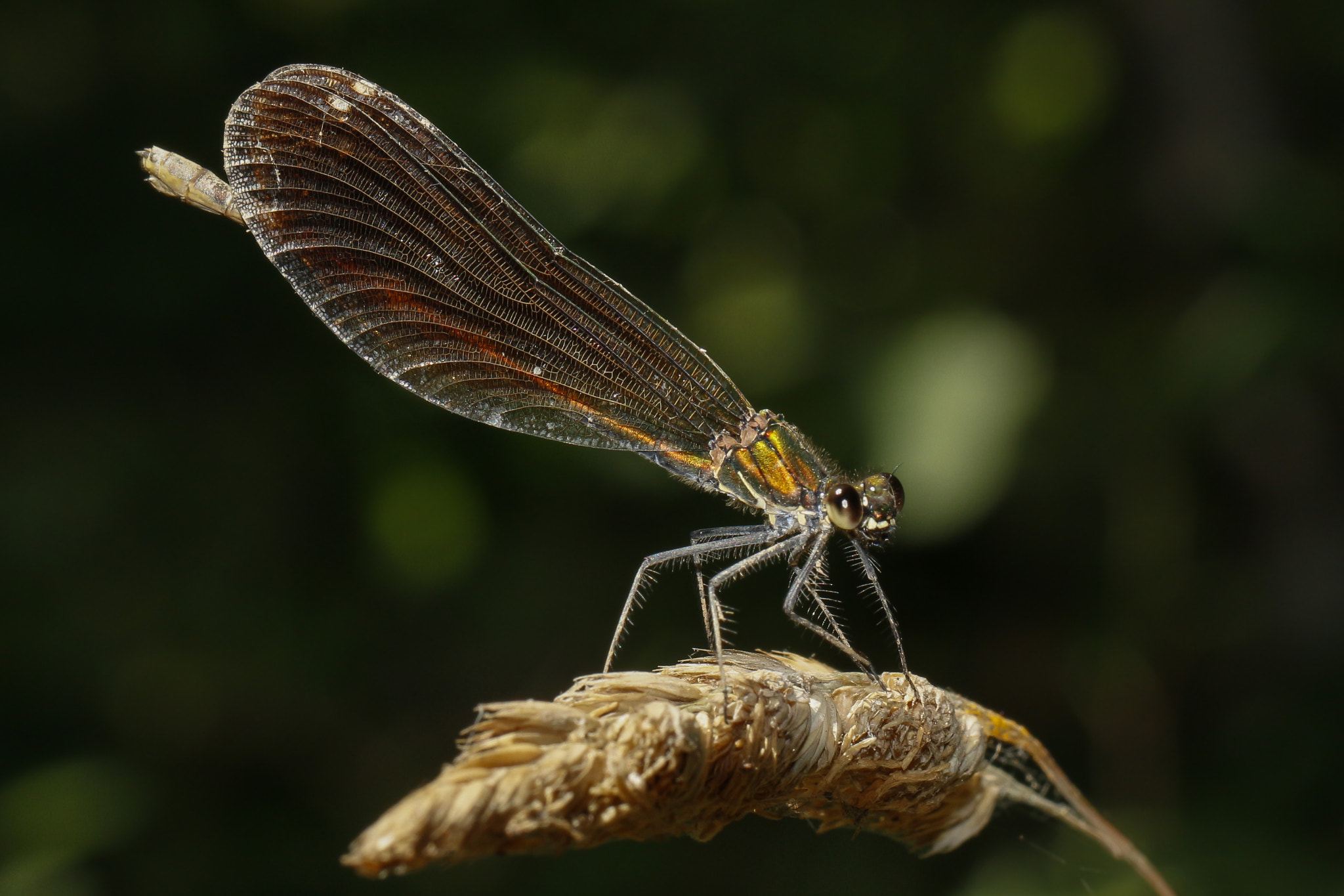 Canon EF 100mm F2.8L Macro IS USM sample photo. Dragonfly photography