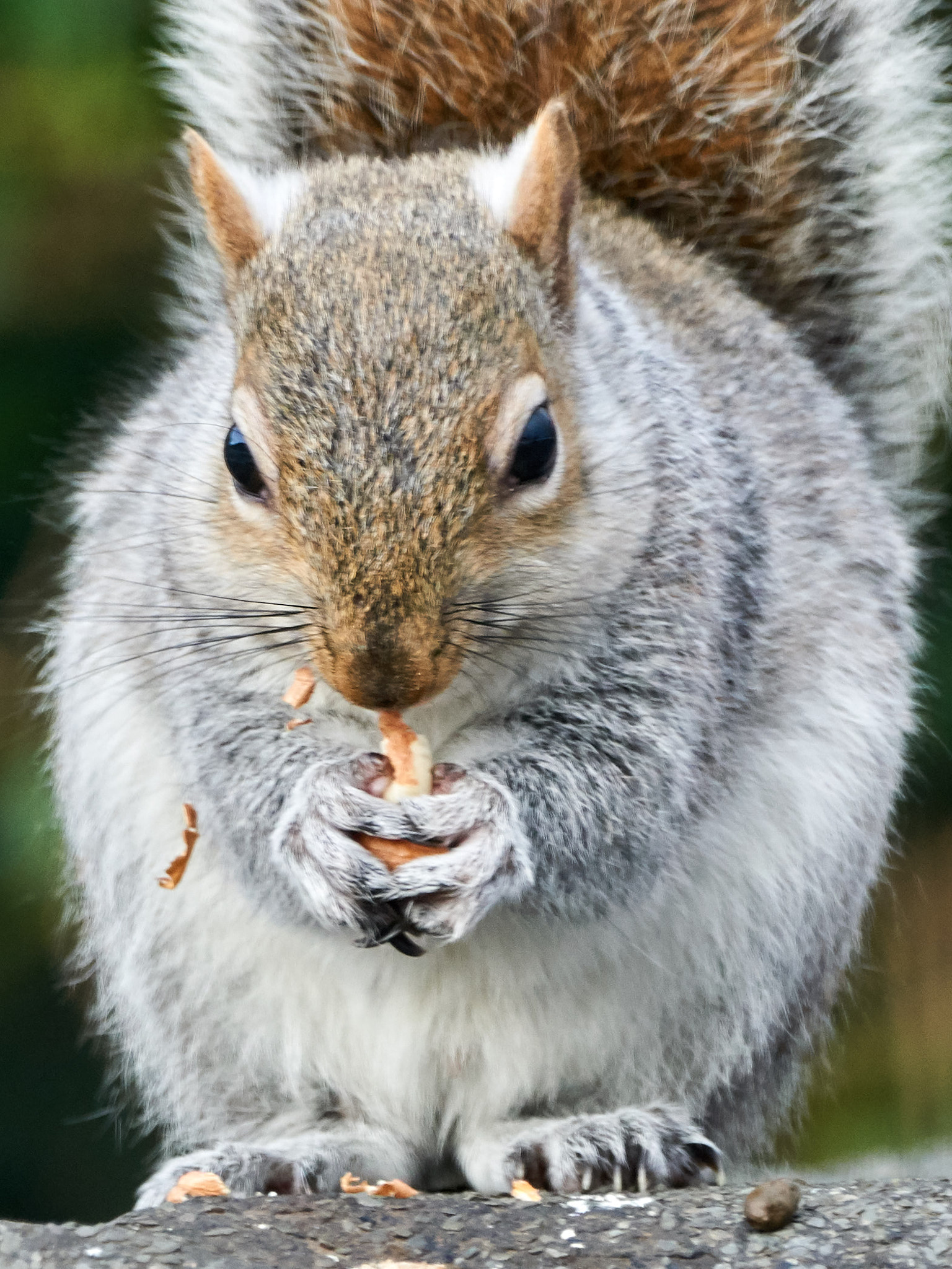 150-600mm F5-6.3 DG OS HSM | Contemporary 015 sample photo. Feeding time photography