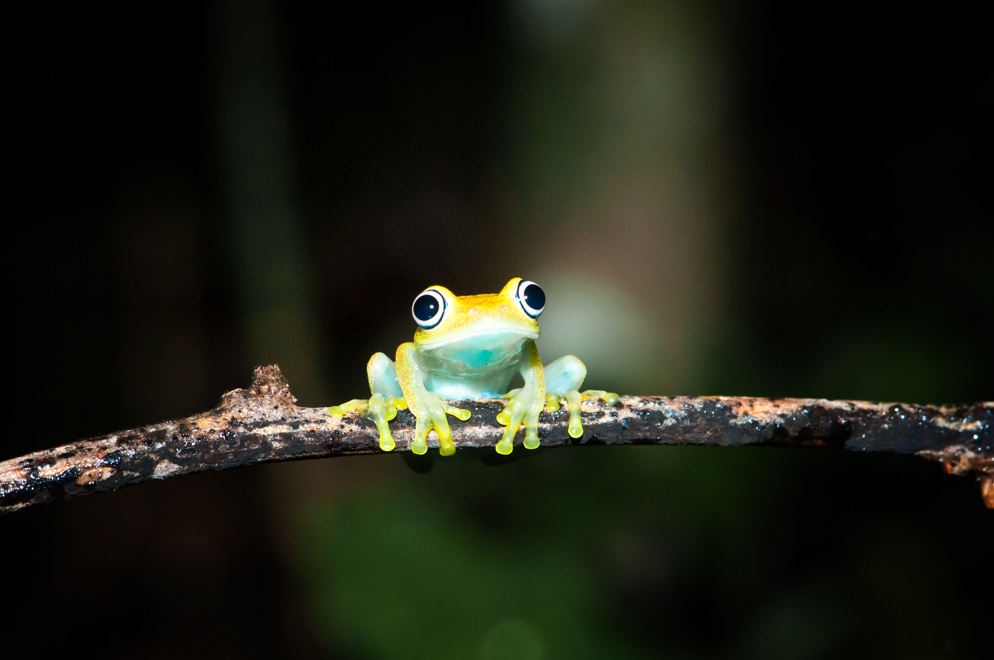 Nikon AF-S DX Micro-Nikkor 85mm F3.5G ED VR sample photo. Boophis viridis photography