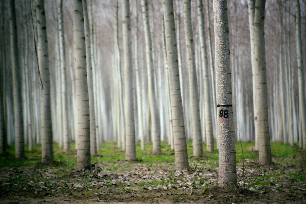 Nikon D800 sample photo. 88 photography