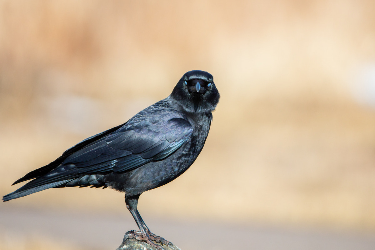Canon EOS 5DS R + Canon EF 200-400mm F4L IS USM Extender 1.4x sample photo. American crow photography