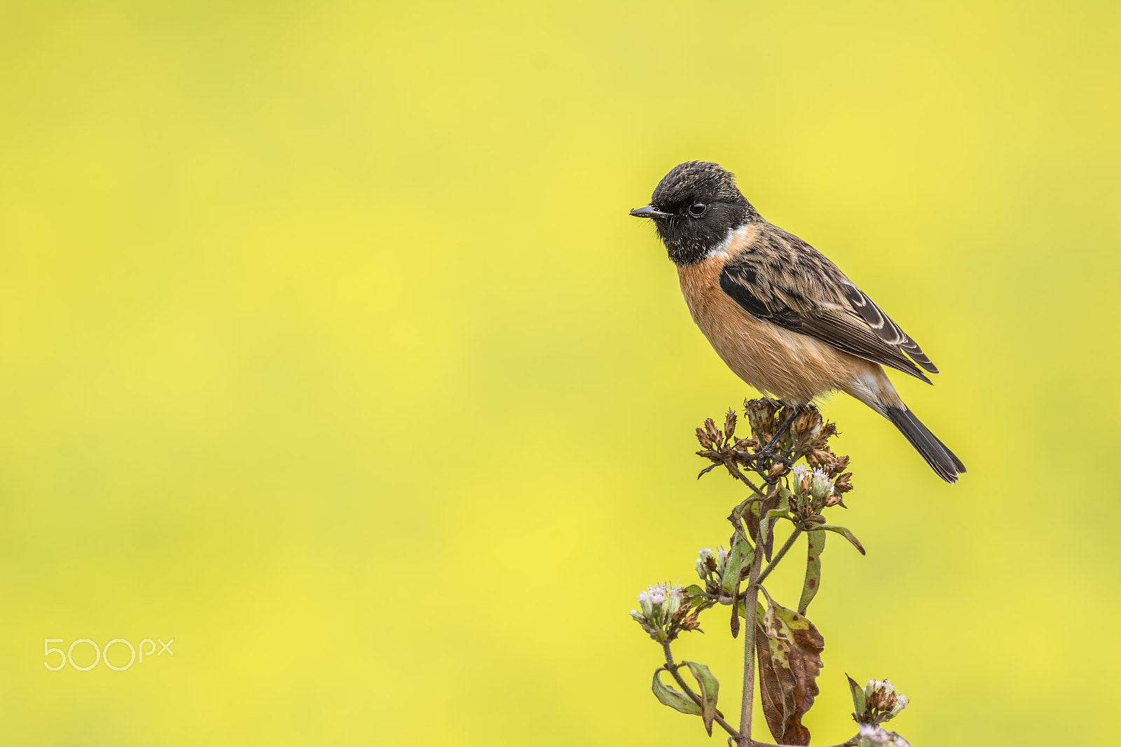 Nikon AF-S Nikkor 200-500mm F5.6E ED VR sample photo. Stonechat photography