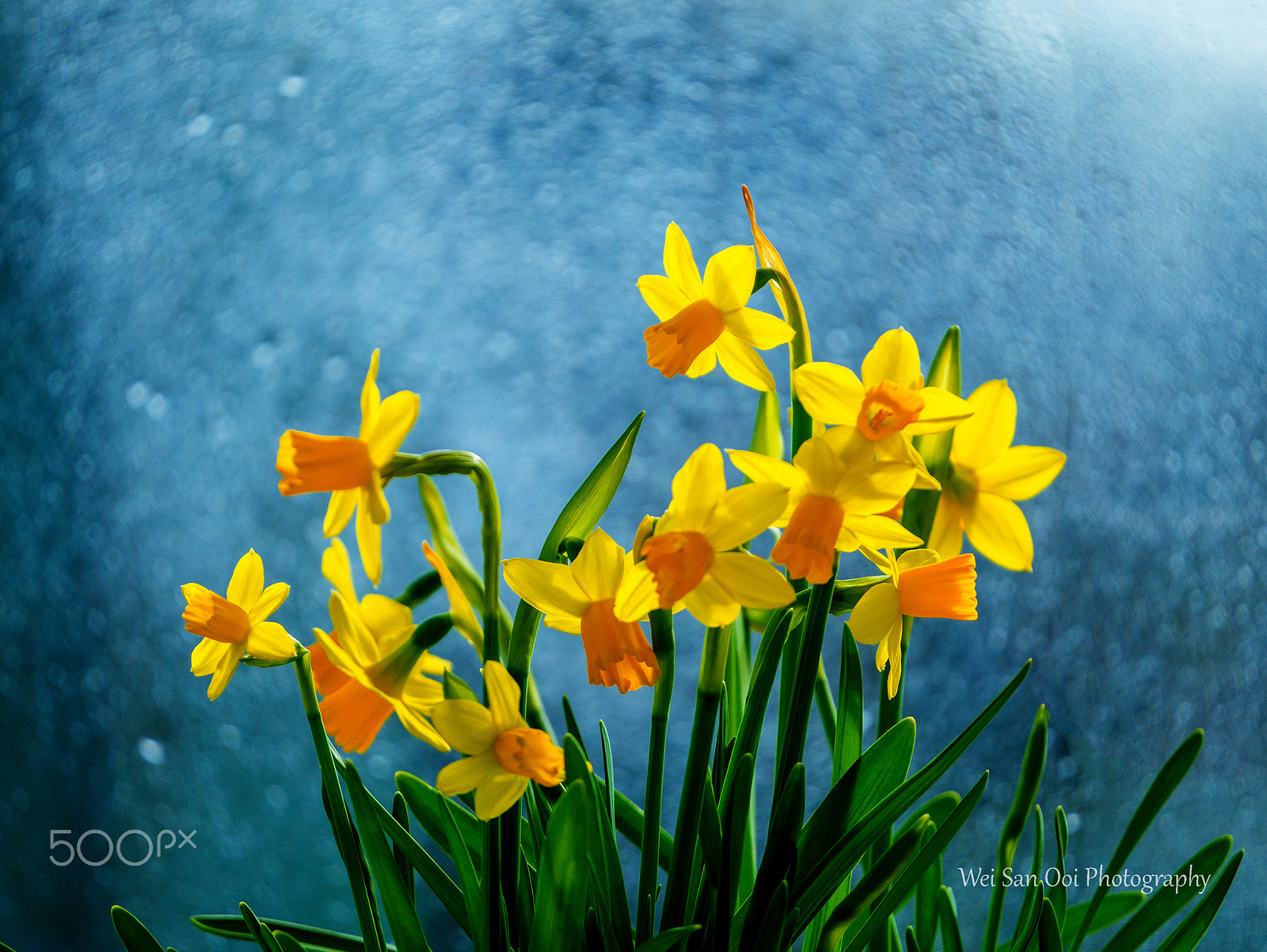 Panasonic Lumix DMC-GX7 sample photo. Daffodils 65 photography