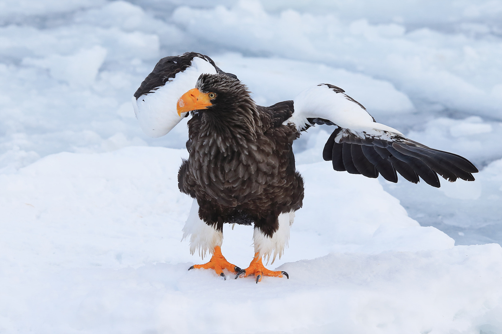 Canon EF 400mm F2.8L IS II USM sample photo. Steller,s sea eagle photography