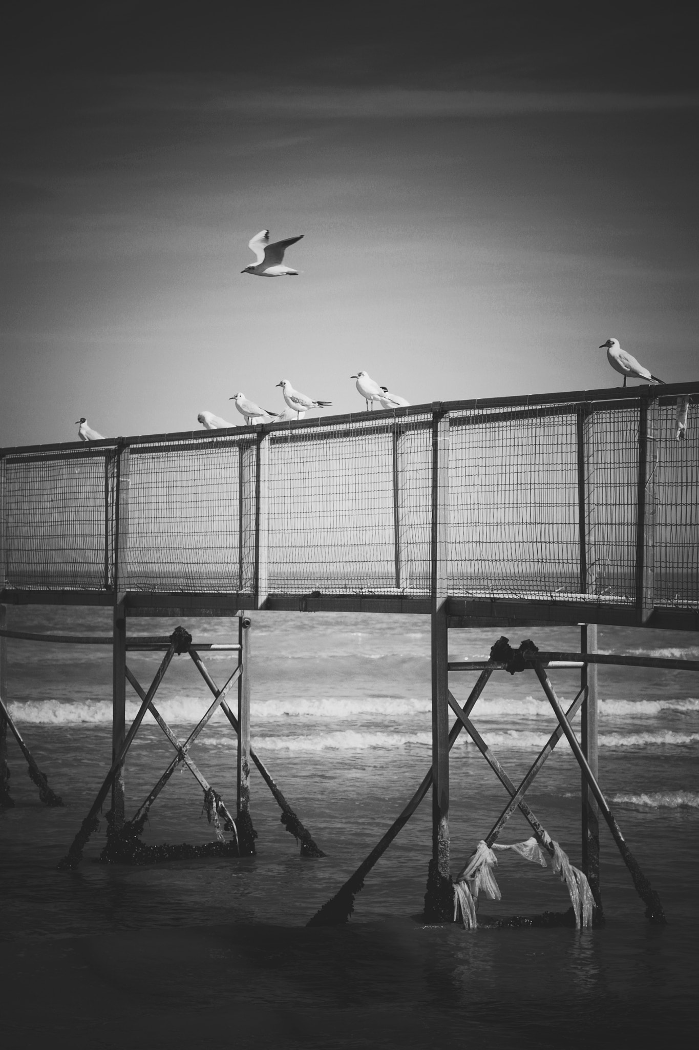 Canon EOS 400D (EOS Digital Rebel XTi / EOS Kiss Digital X) sample photo. Seagulls in relax photography