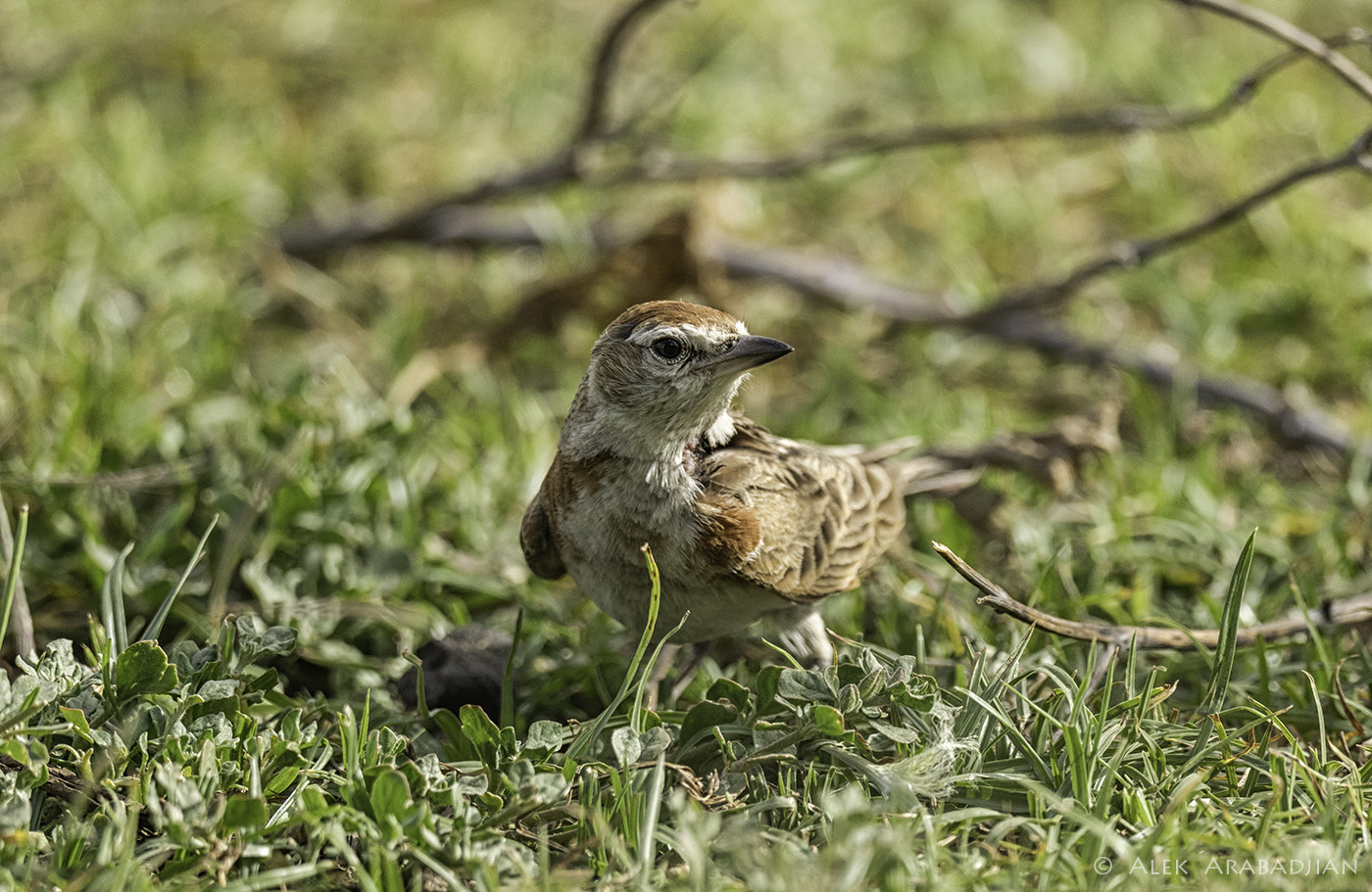 Nikon AF-S Nikkor 800mm F5.6E FL ED VR sample photo. Little red riding hood photography