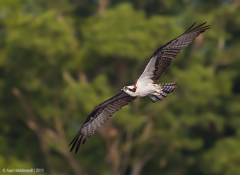 Canon EOS-1D Mark IV + Canon EF 500mm F4L IS USM sample photo. Osprey photography