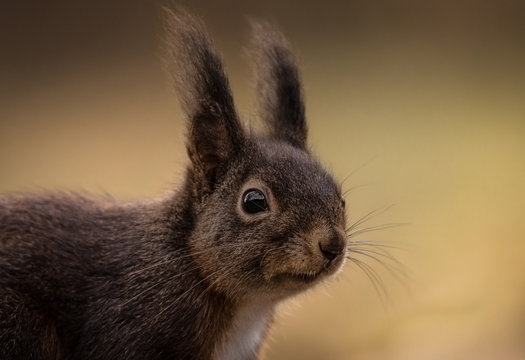 Sigma 150-600mm F5-6.3 DG OS HSM | C sample photo. My little friend photography