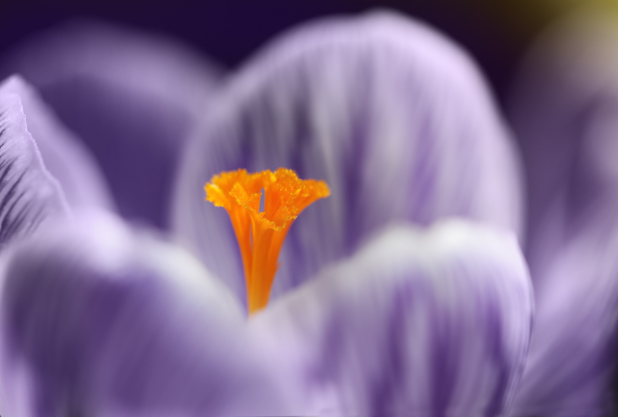 Sigma 105mm F2.8 EX DG OS HSM sample photo. Violet crocus photography