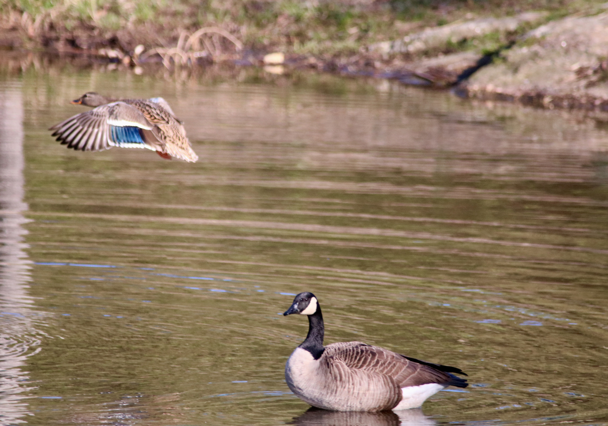 Canon EOS 760D (EOS Rebel T6s / EOS 8000D) sample photo. Taking off photography