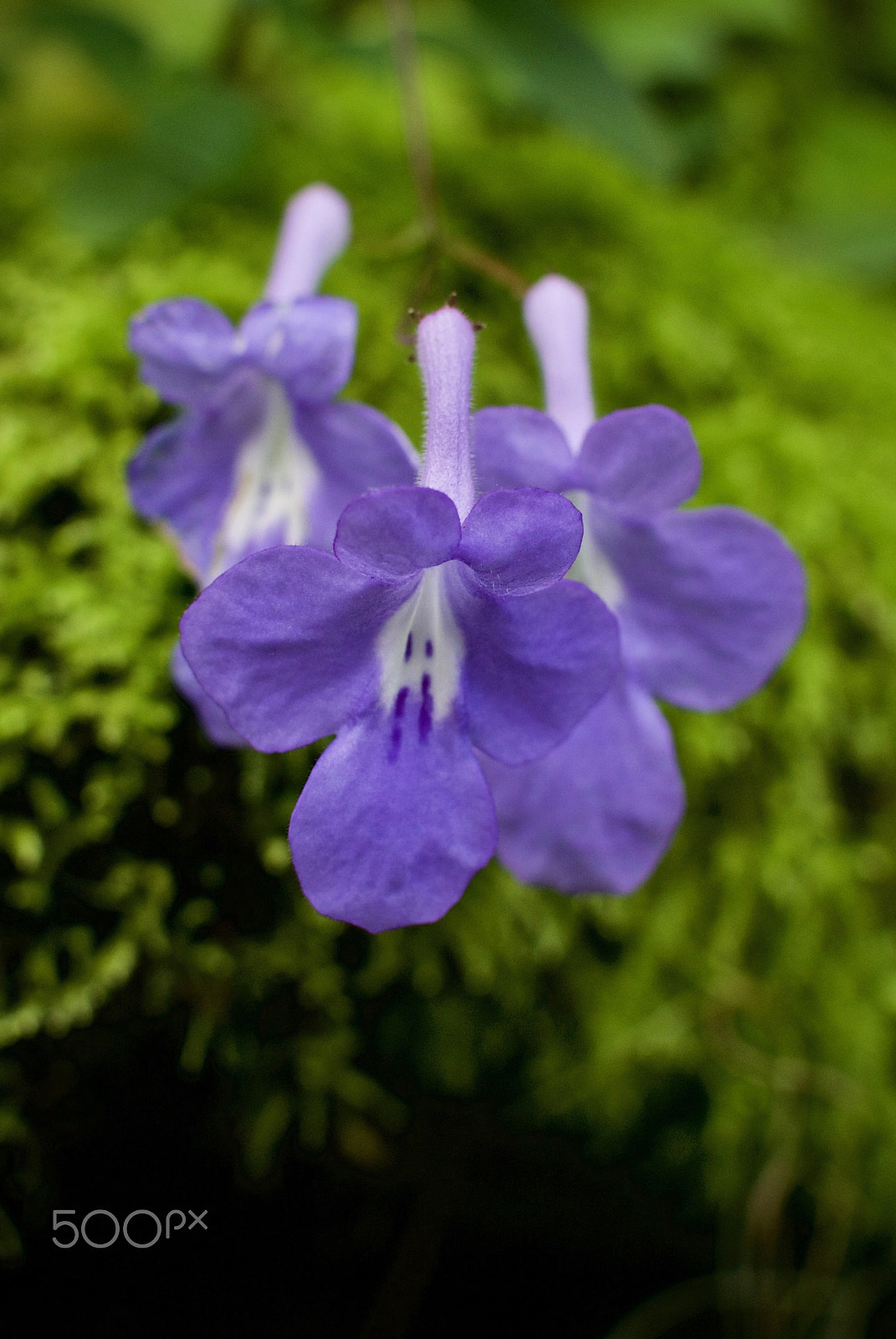 Nikon 1 Nikkor 18.5mm F1.8 sample photo. Purple trio photography