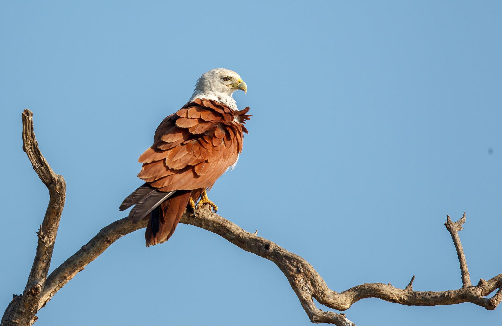 Canon EF 500mm F4L IS II USM sample photo. Brahminy kite perched by a river photography