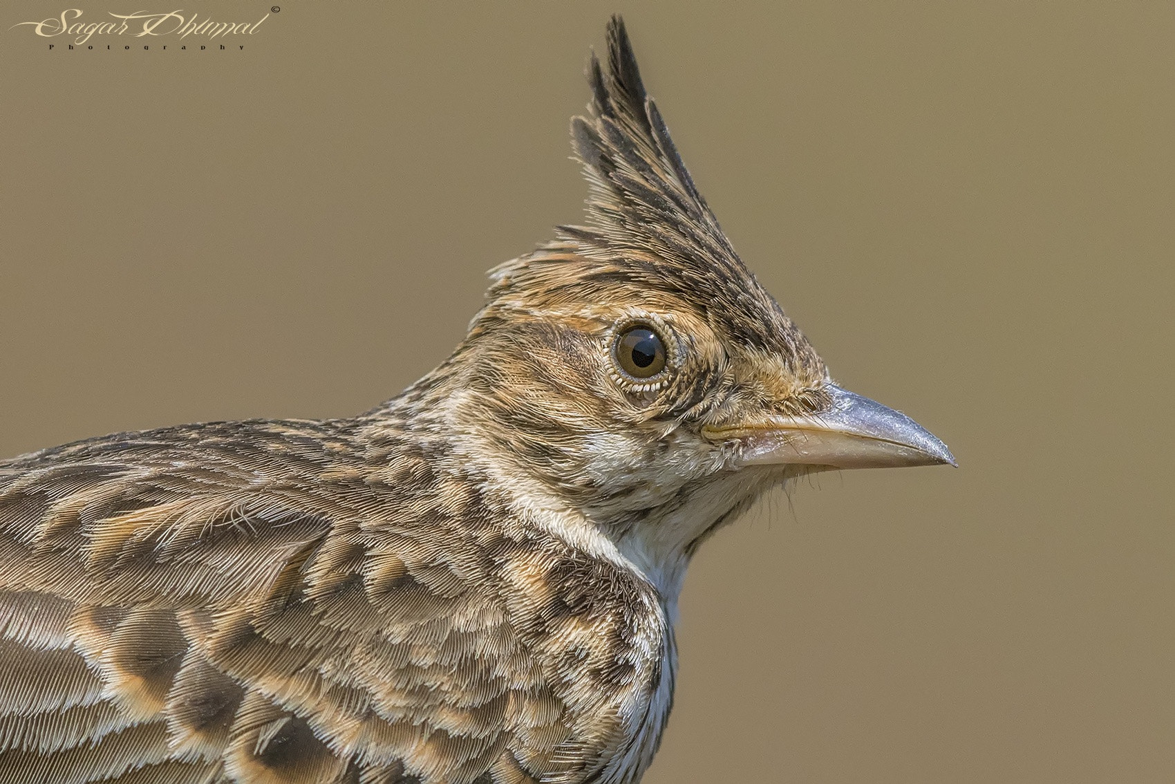 Canon EF 500mm F4L IS II USM sample photo. Crested lark photography