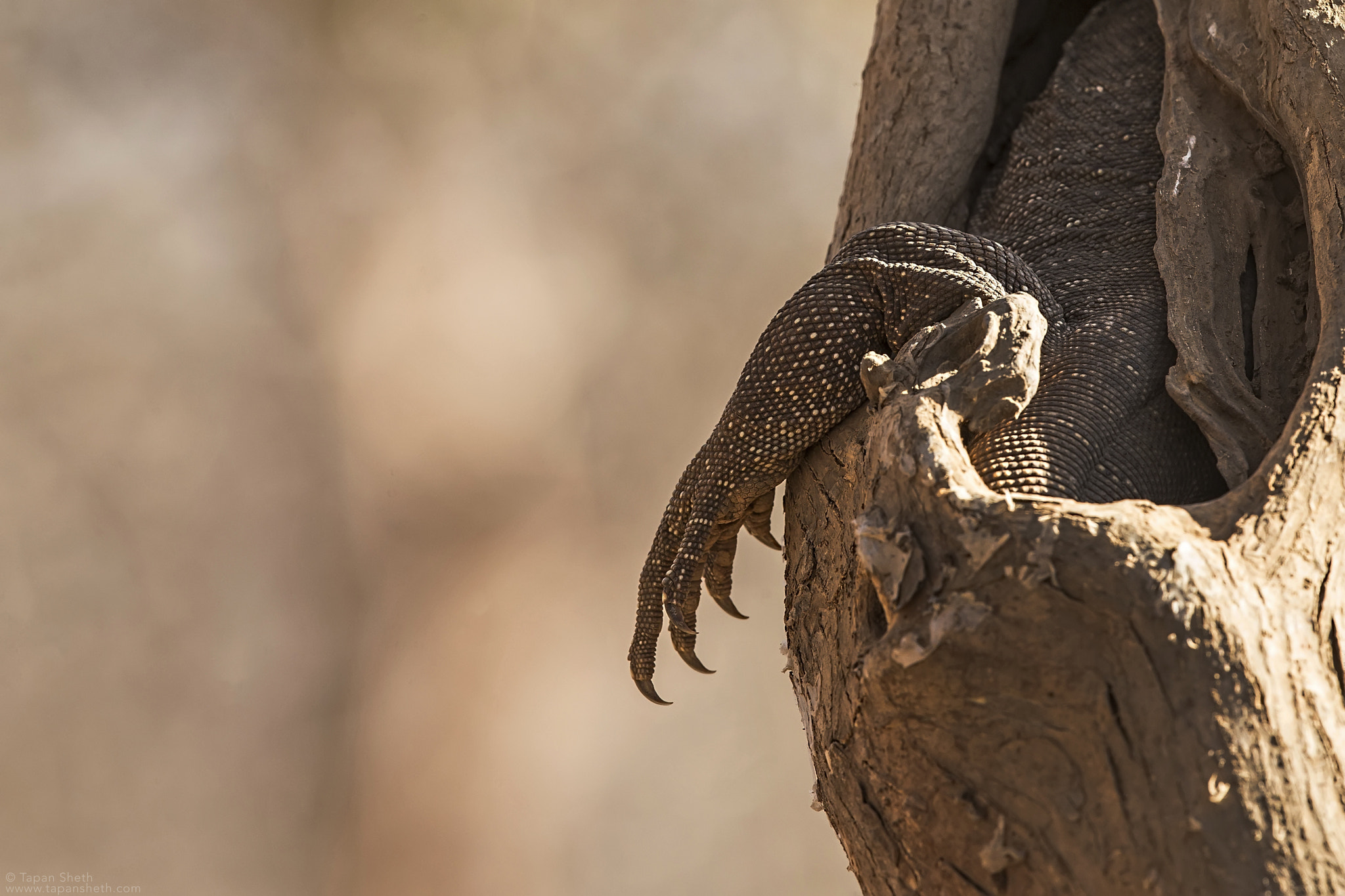 Canon EF 500mm F4L IS II USM sample photo. Silent killer photography