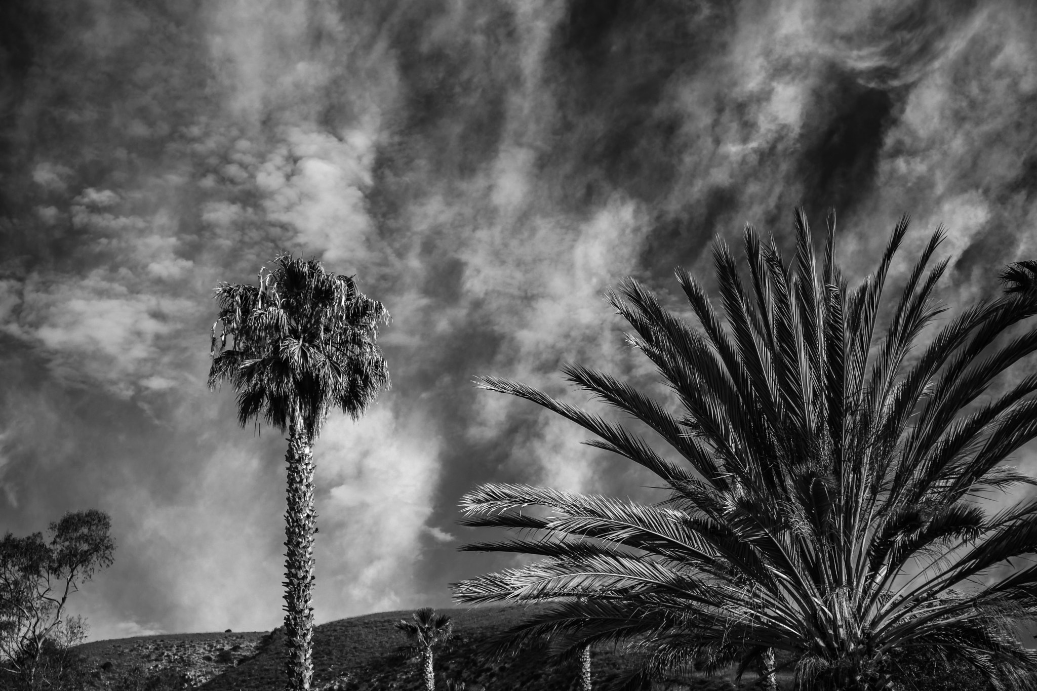 Canon EF 24-70mm F4L IS USM sample photo. Palms b & w photography