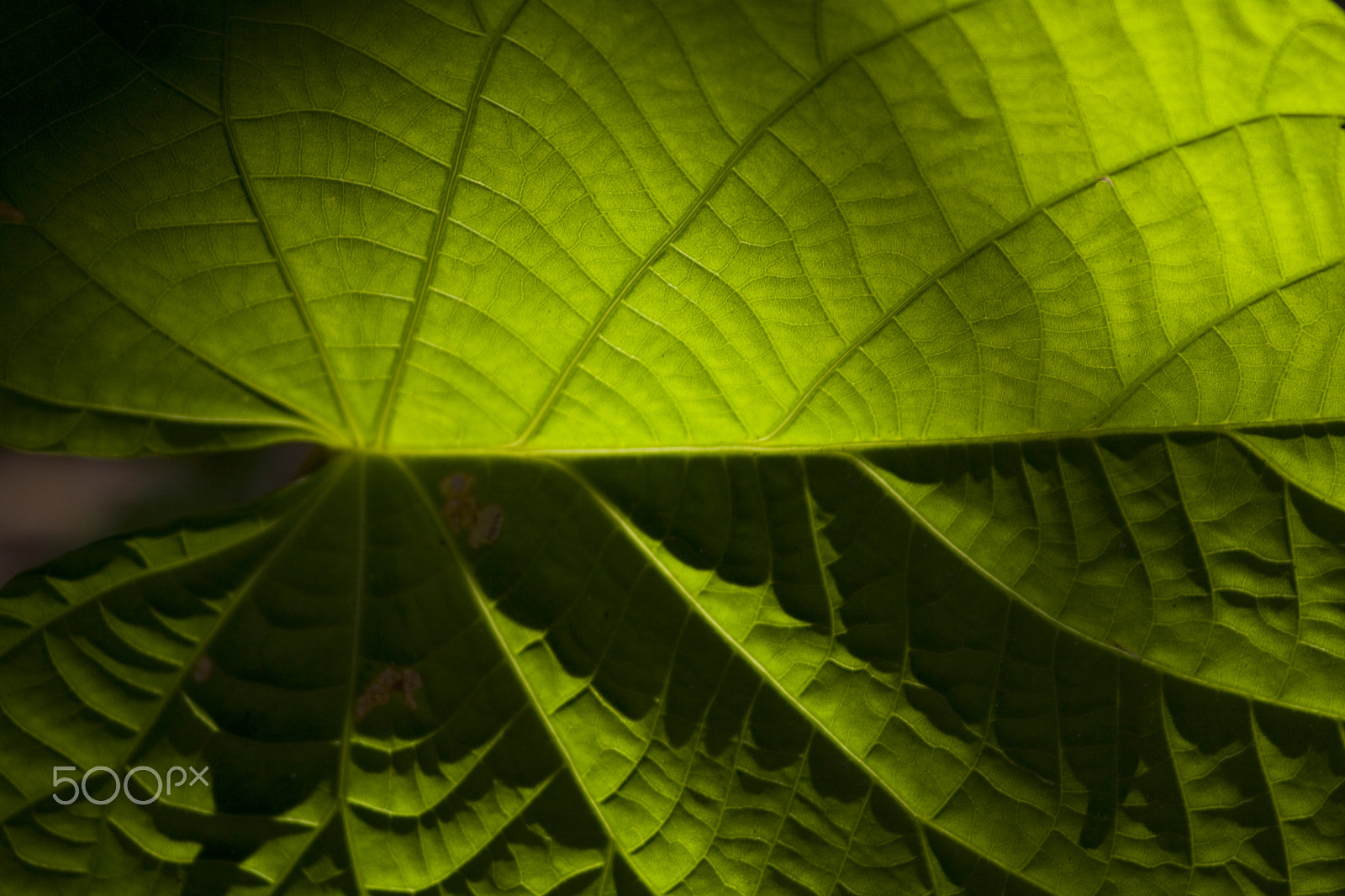 Canon EOS 50D sample photo. The leaf photography