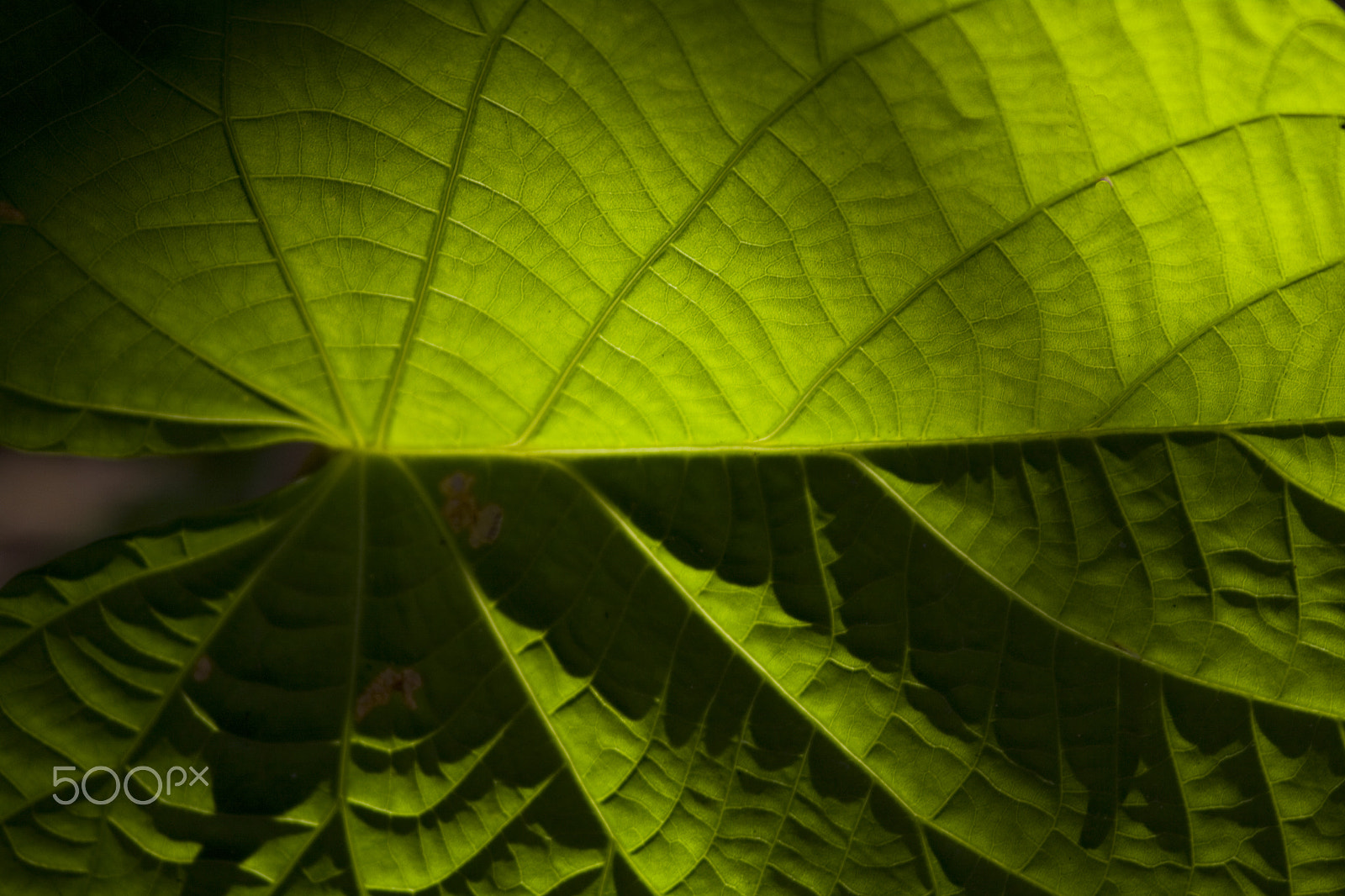Canon EF 100-400mm F4.5-5.6L IS USM sample photo. The leaf photography