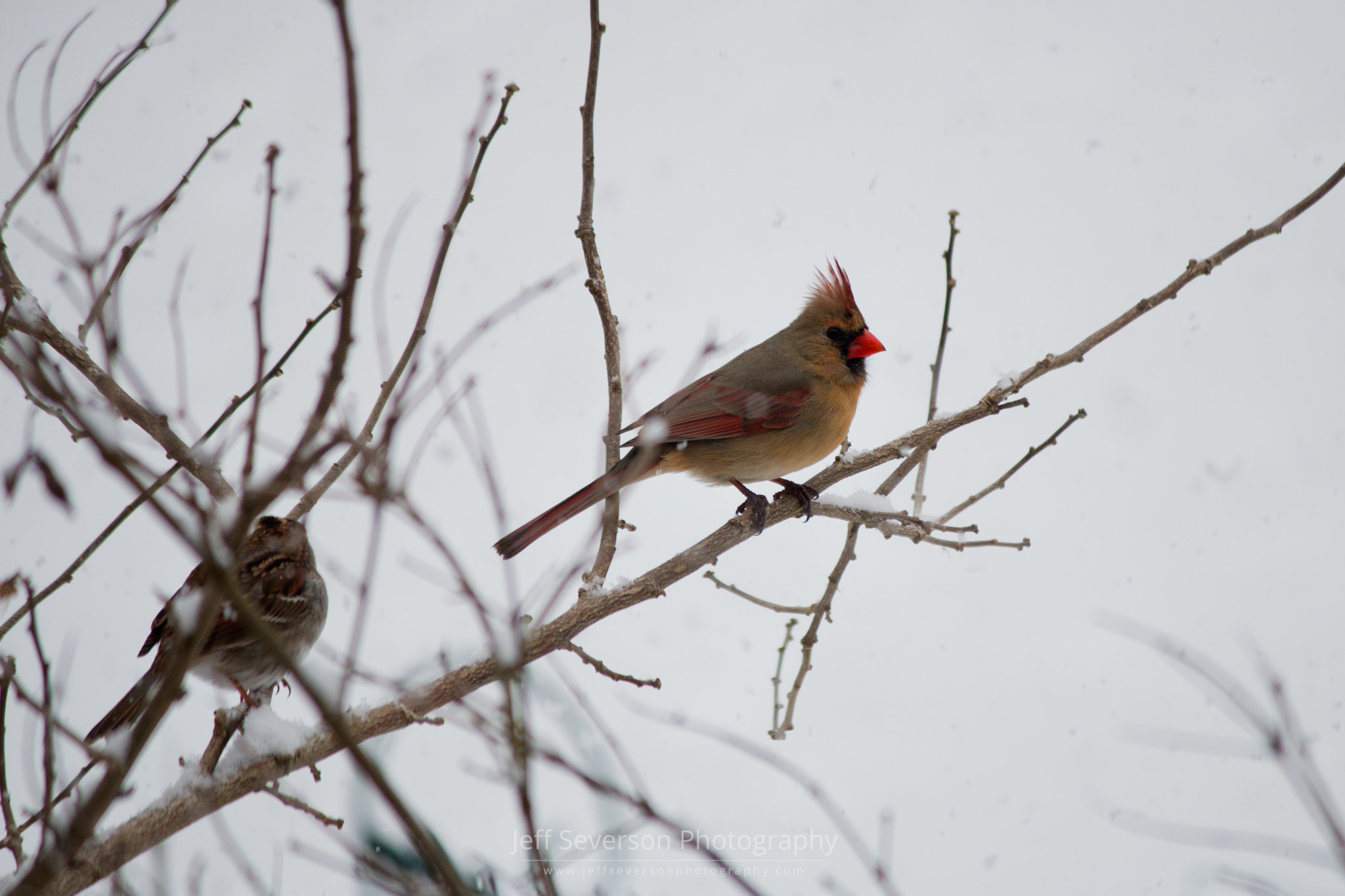 Canon EF-S 55-250mm F4-5.6 IS sample photo. Cardinal in the snow photography
