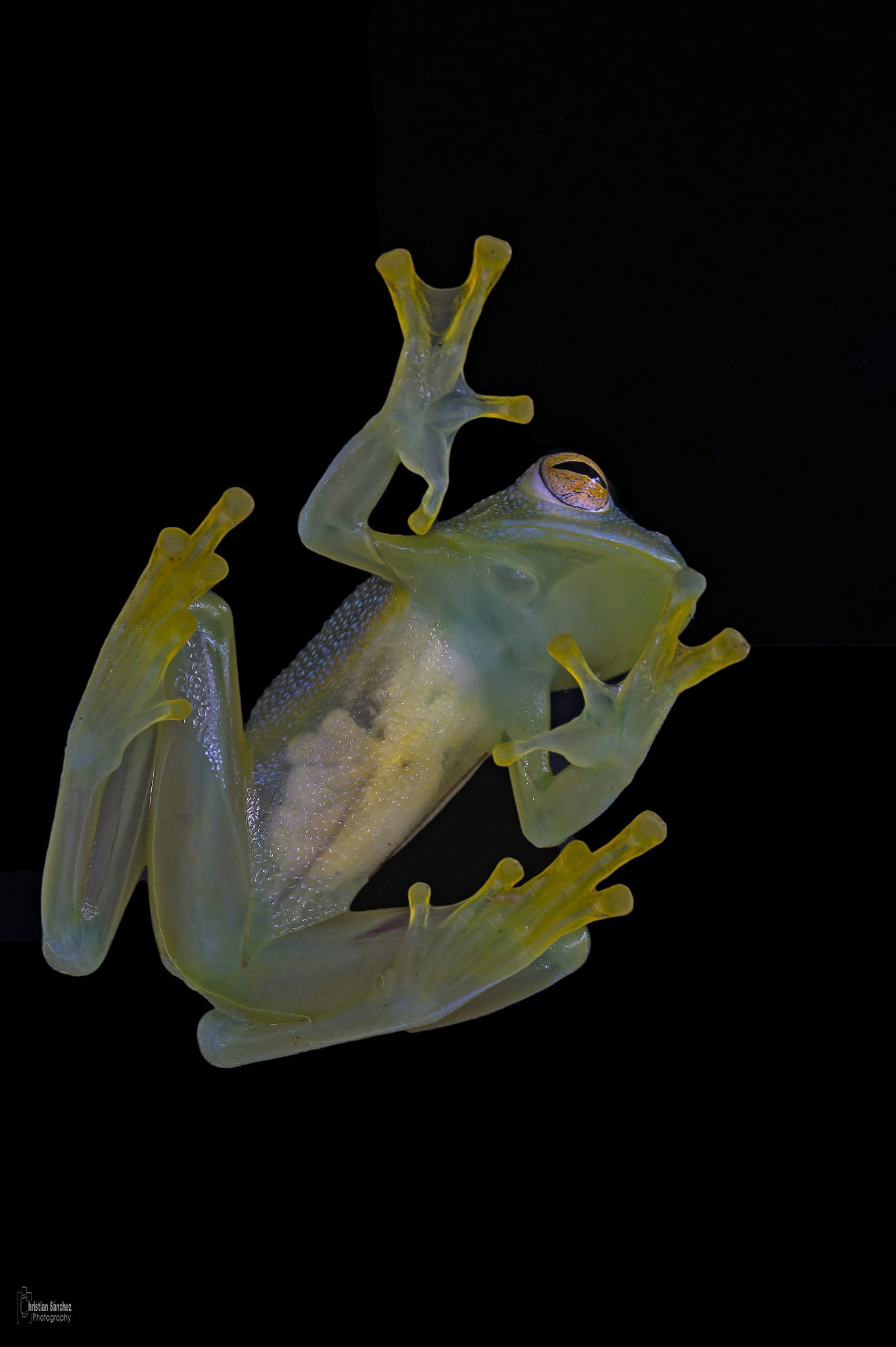 Nikon AF-S Micro-Nikkor 105mm F2.8G IF-ED VR sample photo. Granular glass frog photography