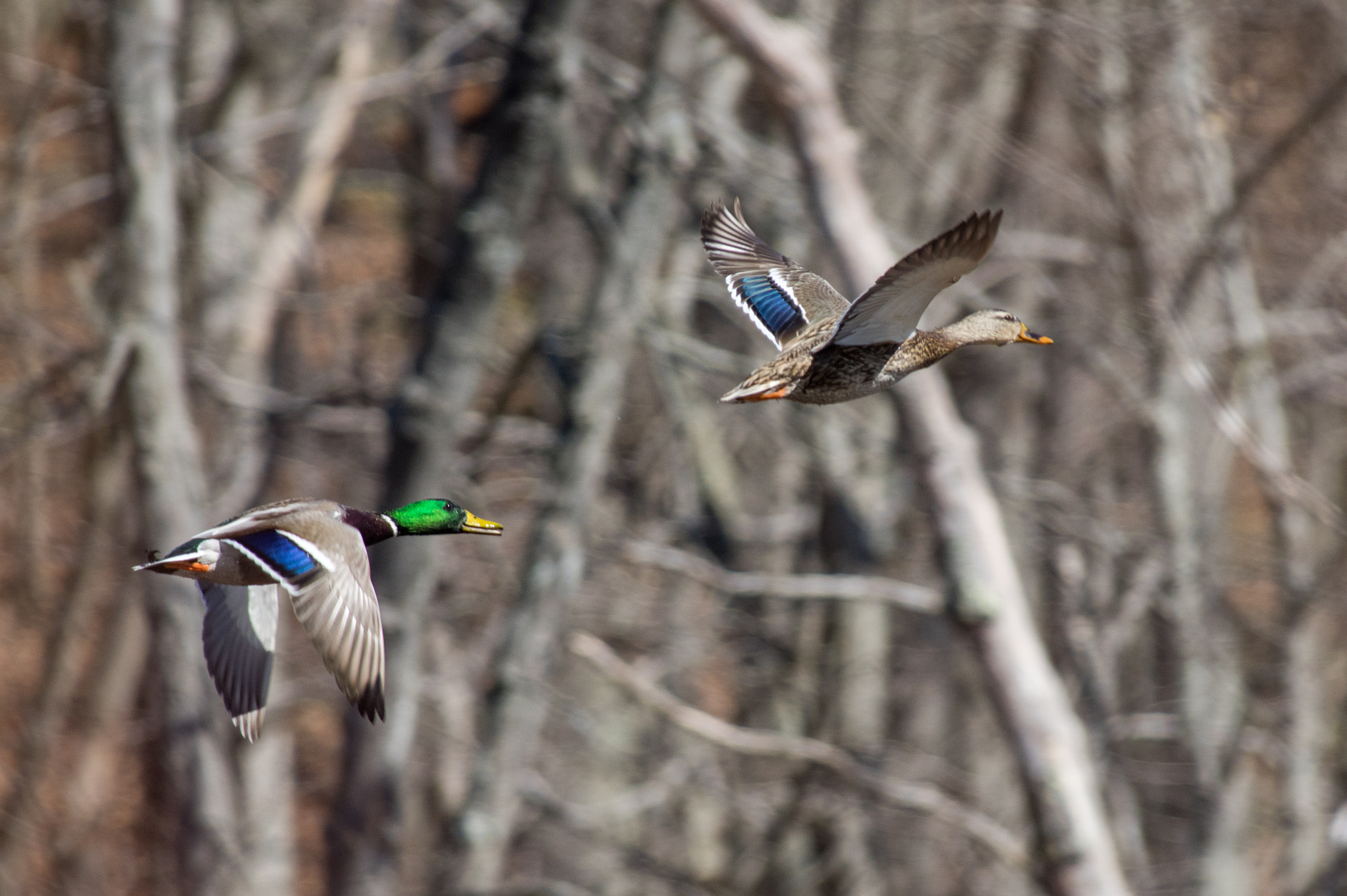 Pentax K-3 sample photo. Male and female mallard in flight photography