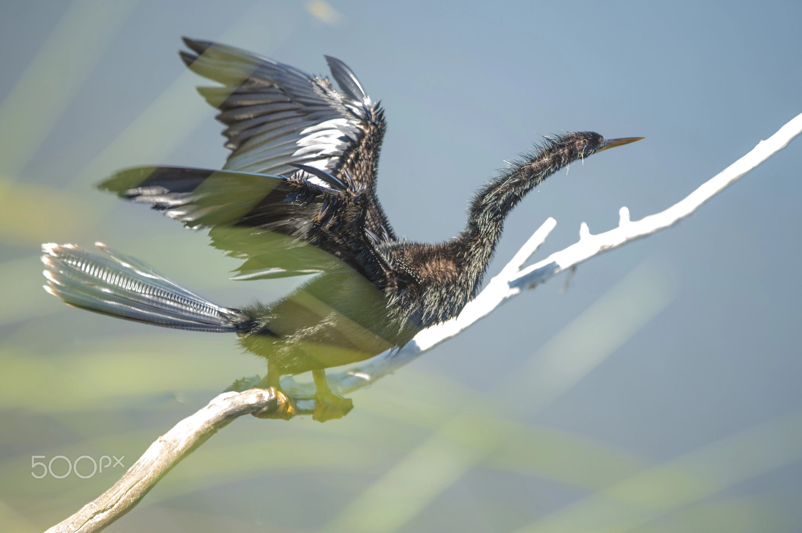 Sigma 70-200mm F2.8 EX DG OS HSM sample photo. Bird photography