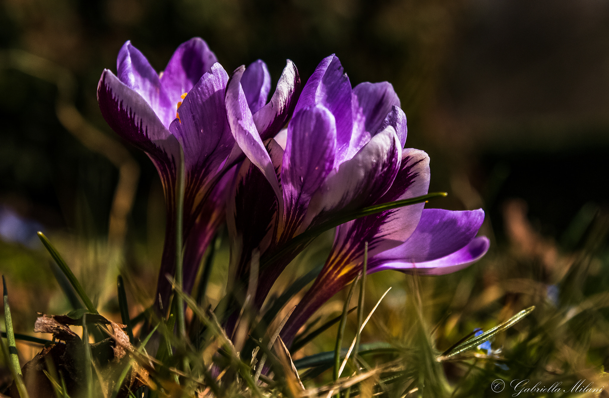 Canon EF-S 18-55mm F3.5-5.6 III sample photo. Crocus... photography