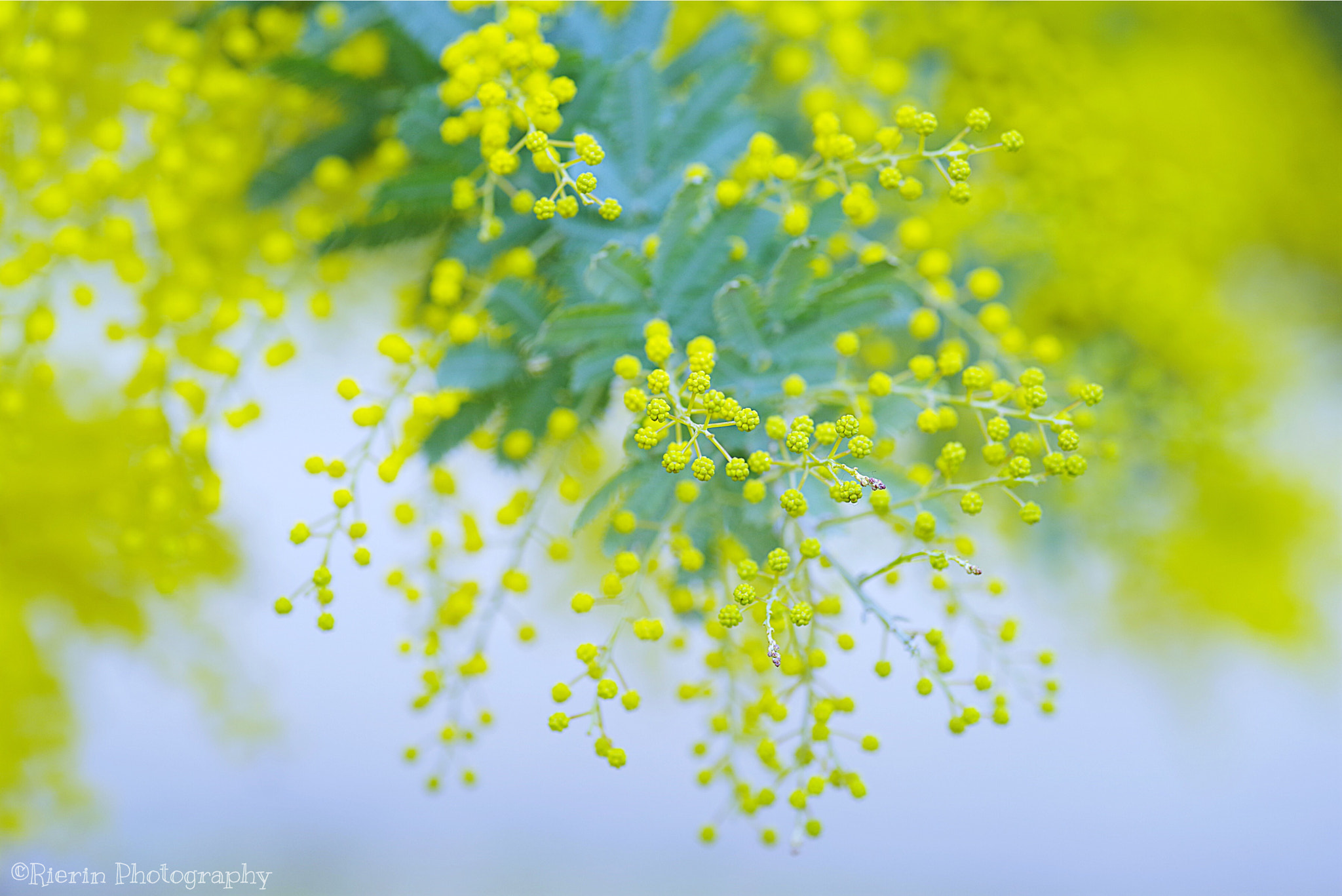 Pentax smc D-FA 100mm F2.8 Macro WR sample photo