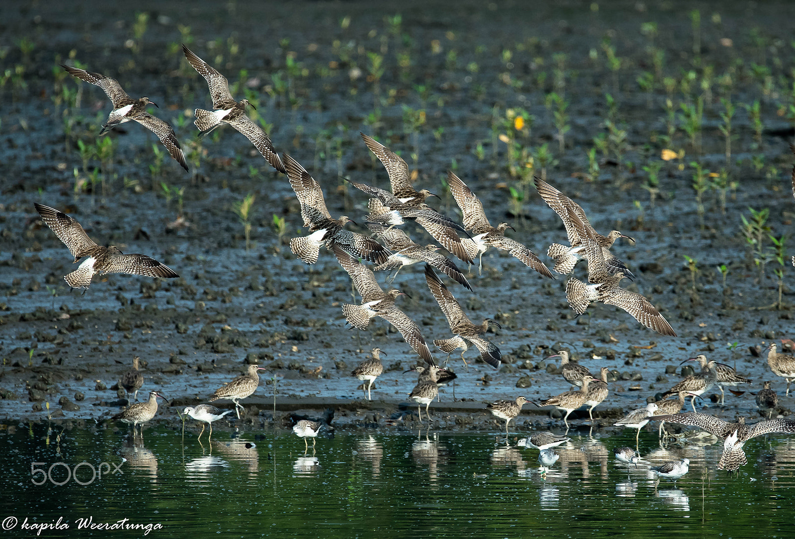 Sigma 150-600mm F5-6.3 DG OS HSM | S sample photo