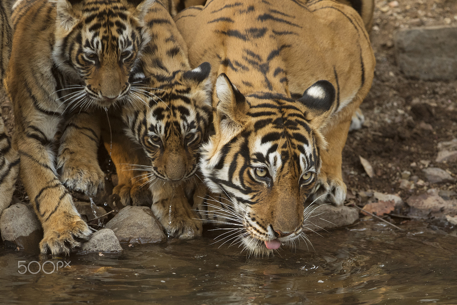 Nikon D5 + Nikon AF-S Nikkor 200-400mm F4G ED-IF VR sample photo. Noor and her cubs photography