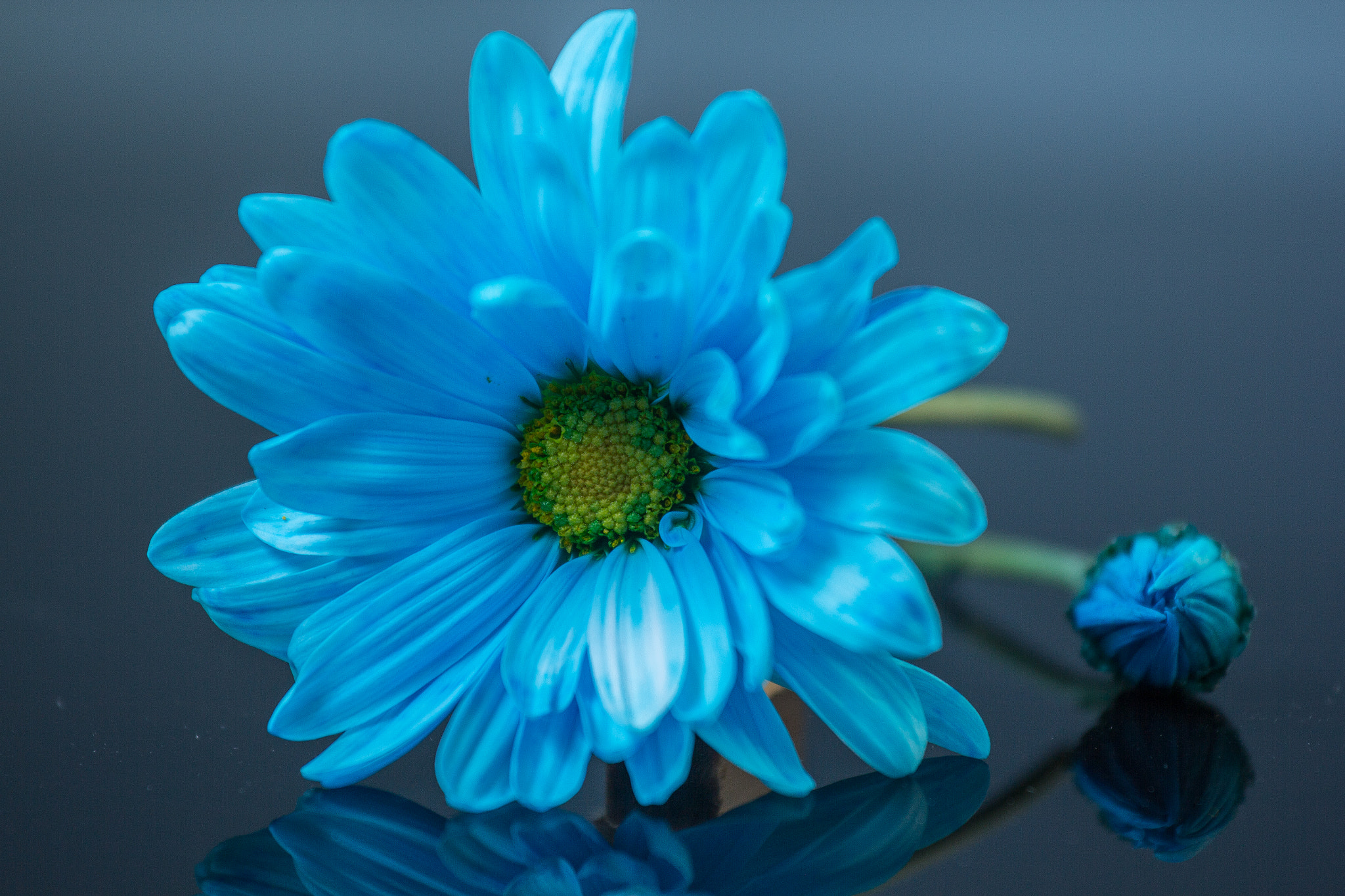 Canon EOS 60D + Canon EF 70-200mm F4L IS USM sample photo. Blue daisy photography