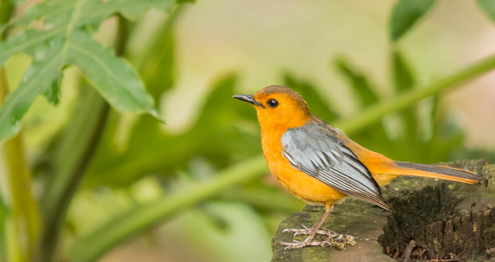 Sigma 150-500mm F5-6.3 DG OS HSM sample photo. Natal robin photography