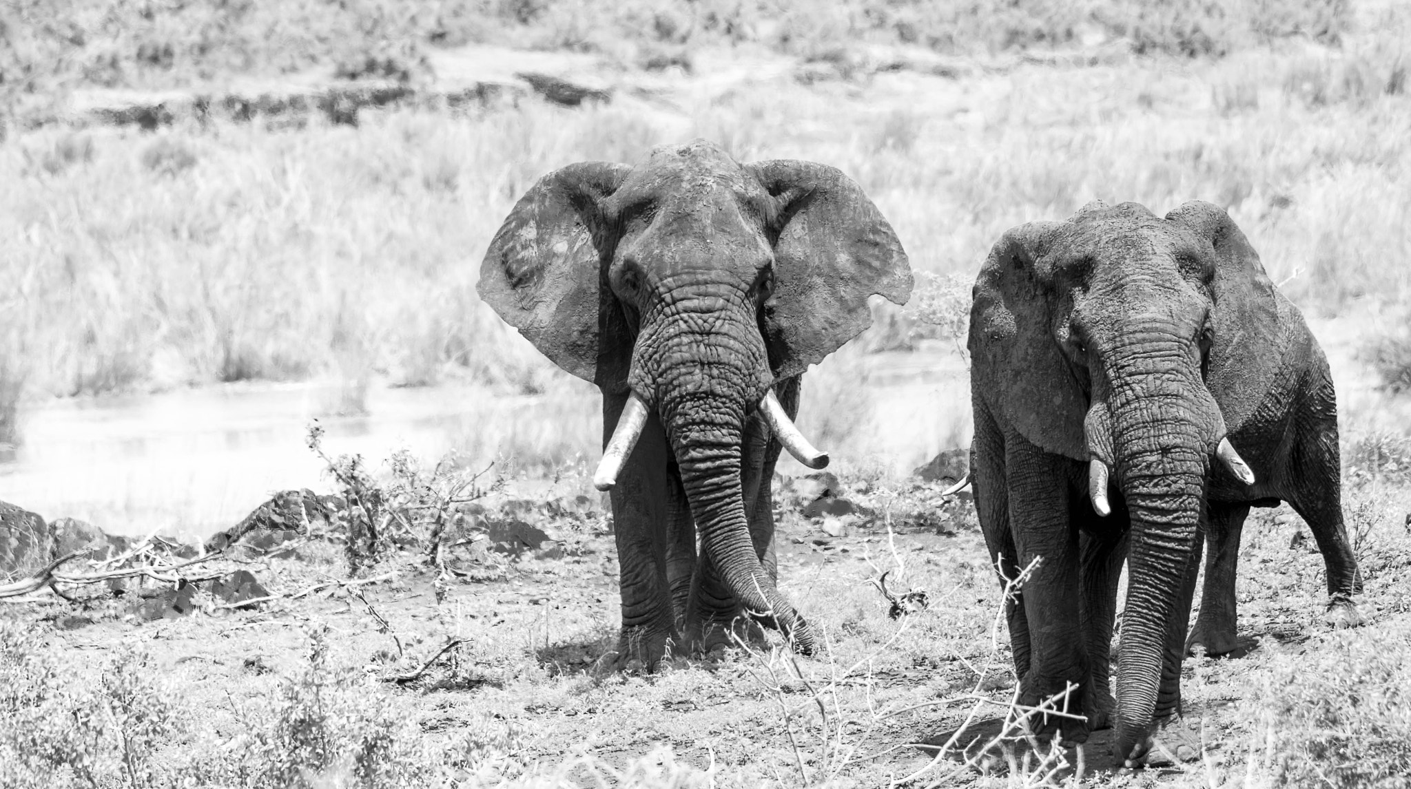 Nikon D3200 + Sigma 150-500mm F5-6.3 DG OS HSM sample photo. Elephant b&w photography