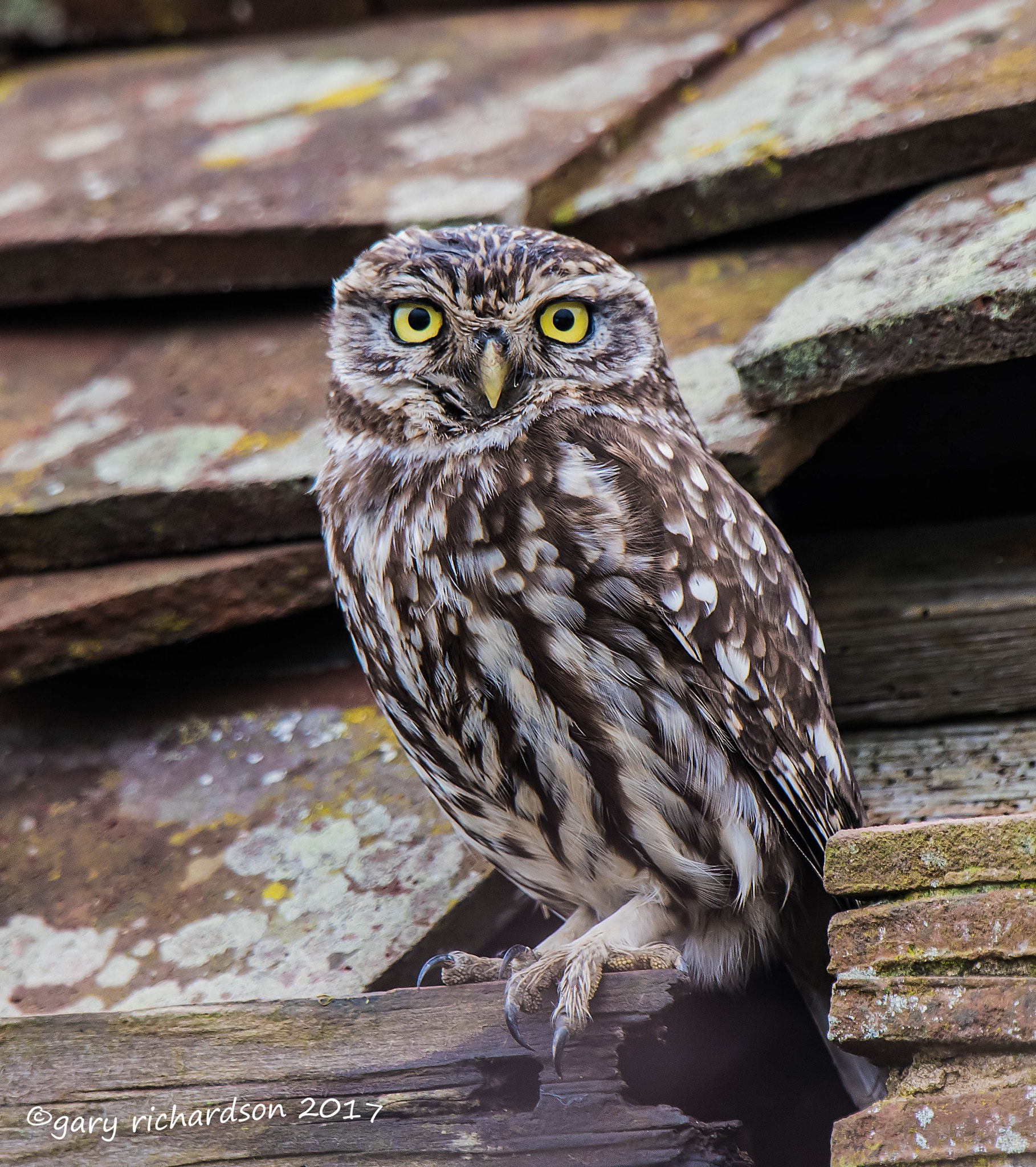 Nikon D810 + Nikon AF-S Nikkor 500mm F4G ED VR sample photo. Little owl photography