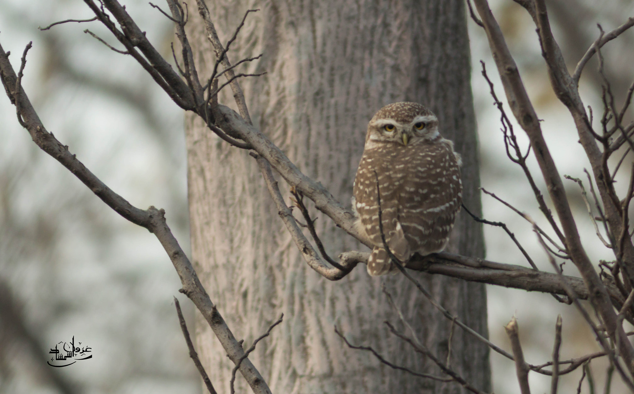 Canon EOS 70D + Canon EF 400mm F5.6L USM sample photo. Spotted owlet photography