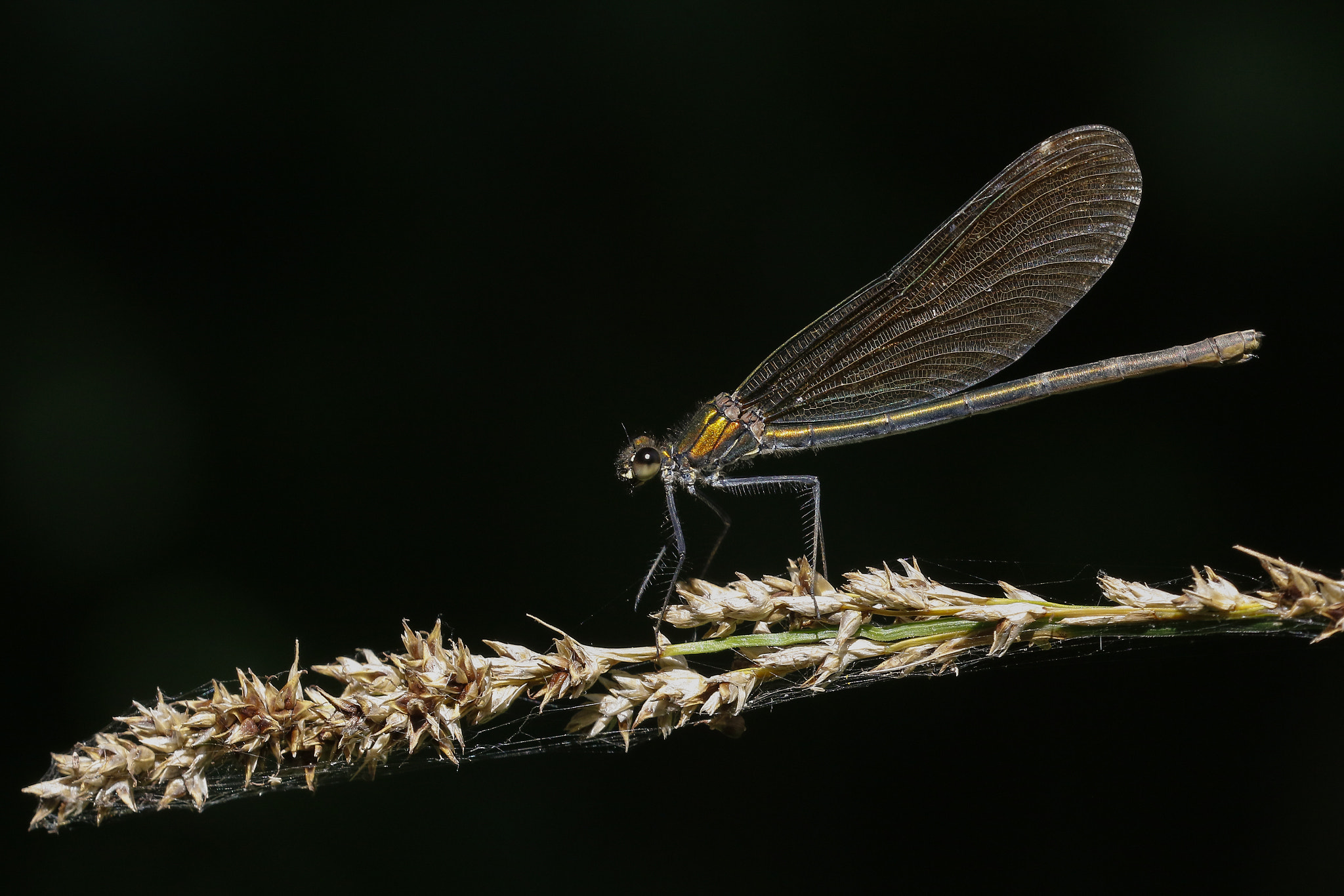 Sigma 150mm f/2.8 EX DG OS HSM APO Macro sample photo. Dragonfly photography