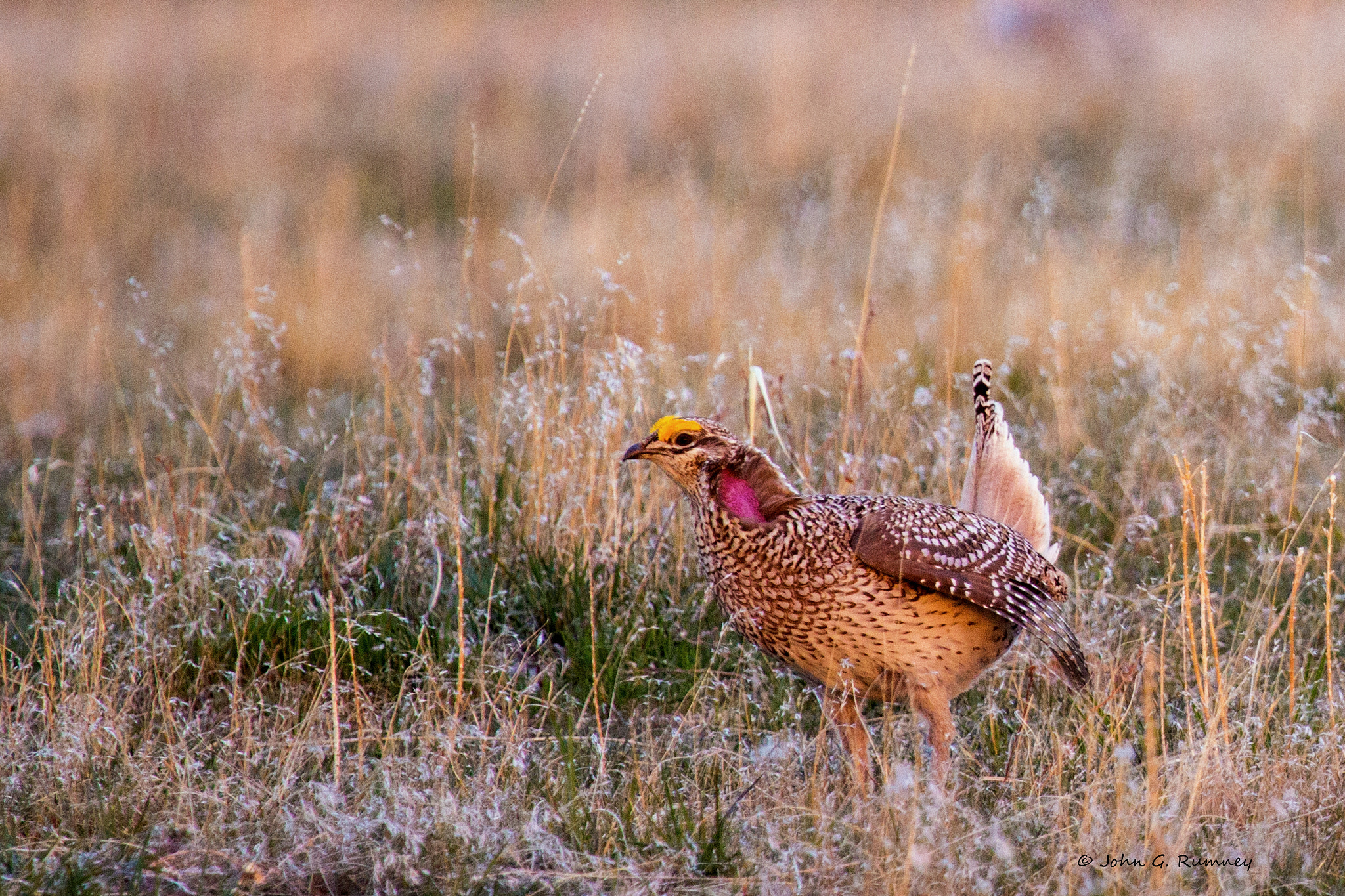 Canon EOS 600D (Rebel EOS T3i / EOS Kiss X5) sample photo. Sharp-tailed grouse photography