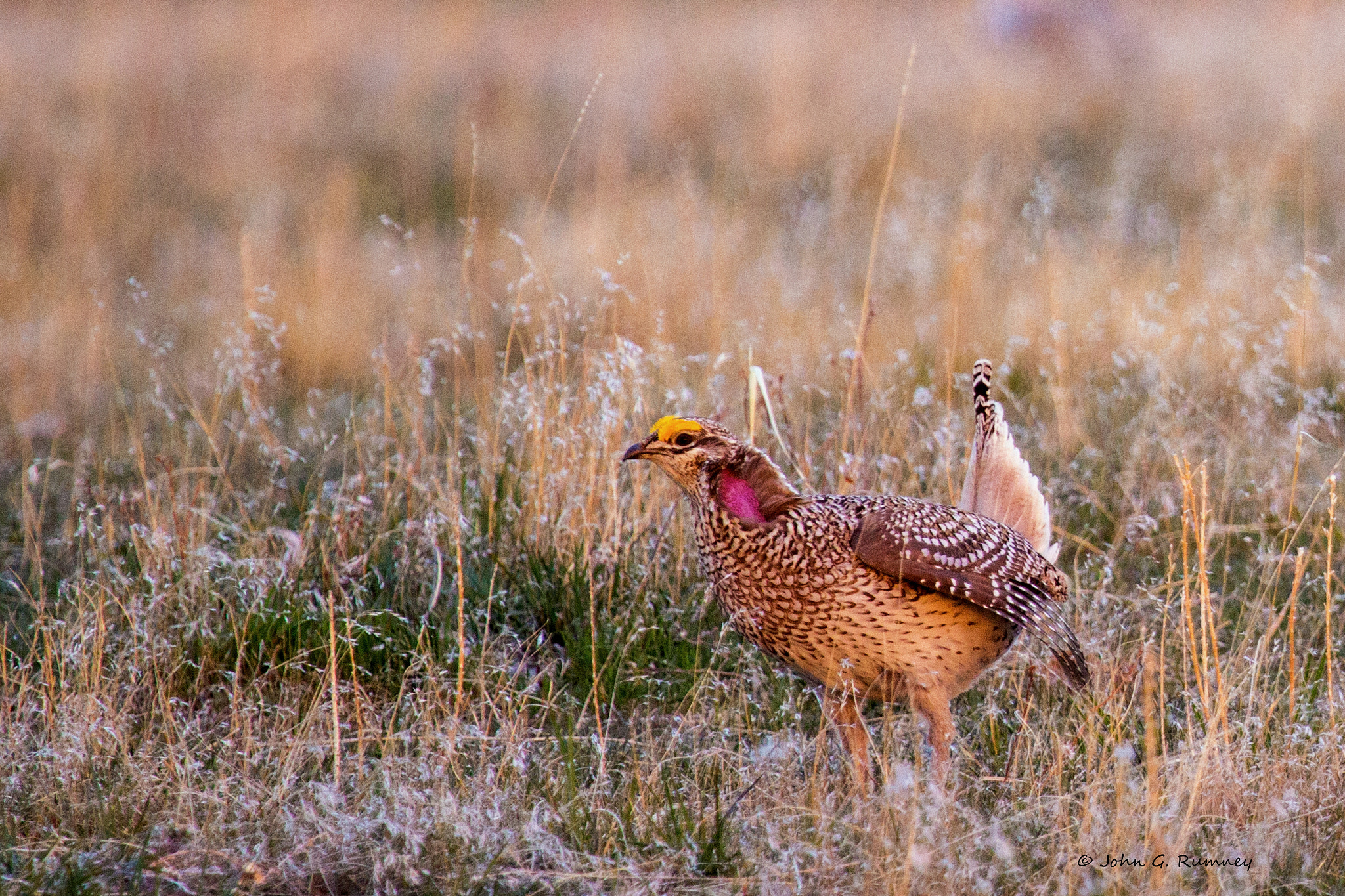 Canon EF 100-400mm F4.5-5.6L IS USM sample photo. Sharp-tailed grouse photography