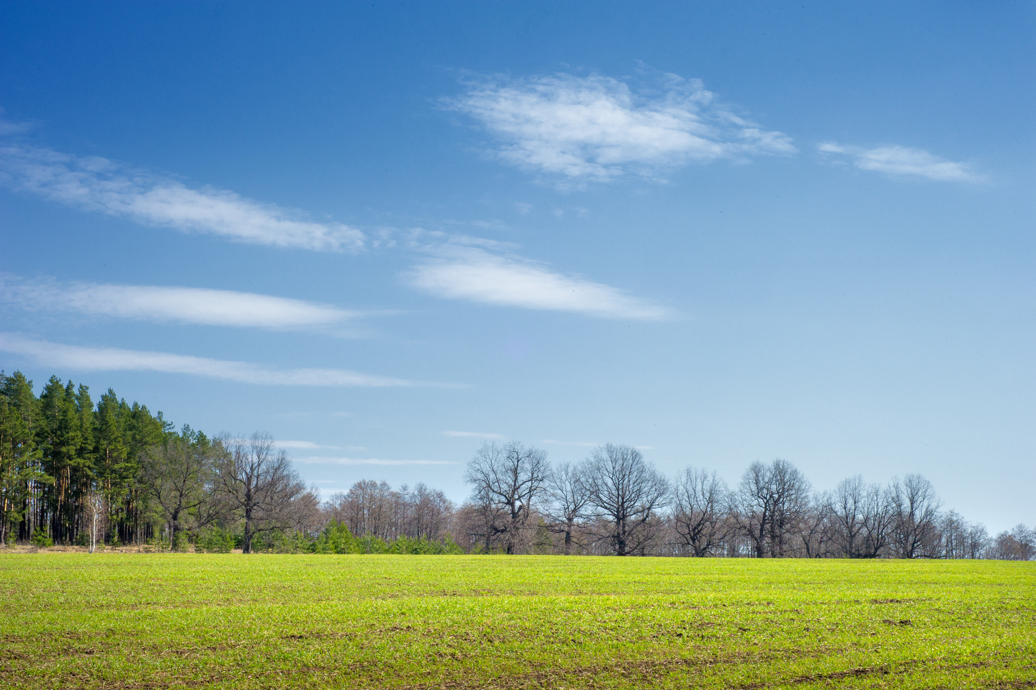 Nikon D3S + Nikon AF Nikkor 50mm F1.8D sample photo. Spring landscape, the young shoots of wheat, oak trees in the ex photography