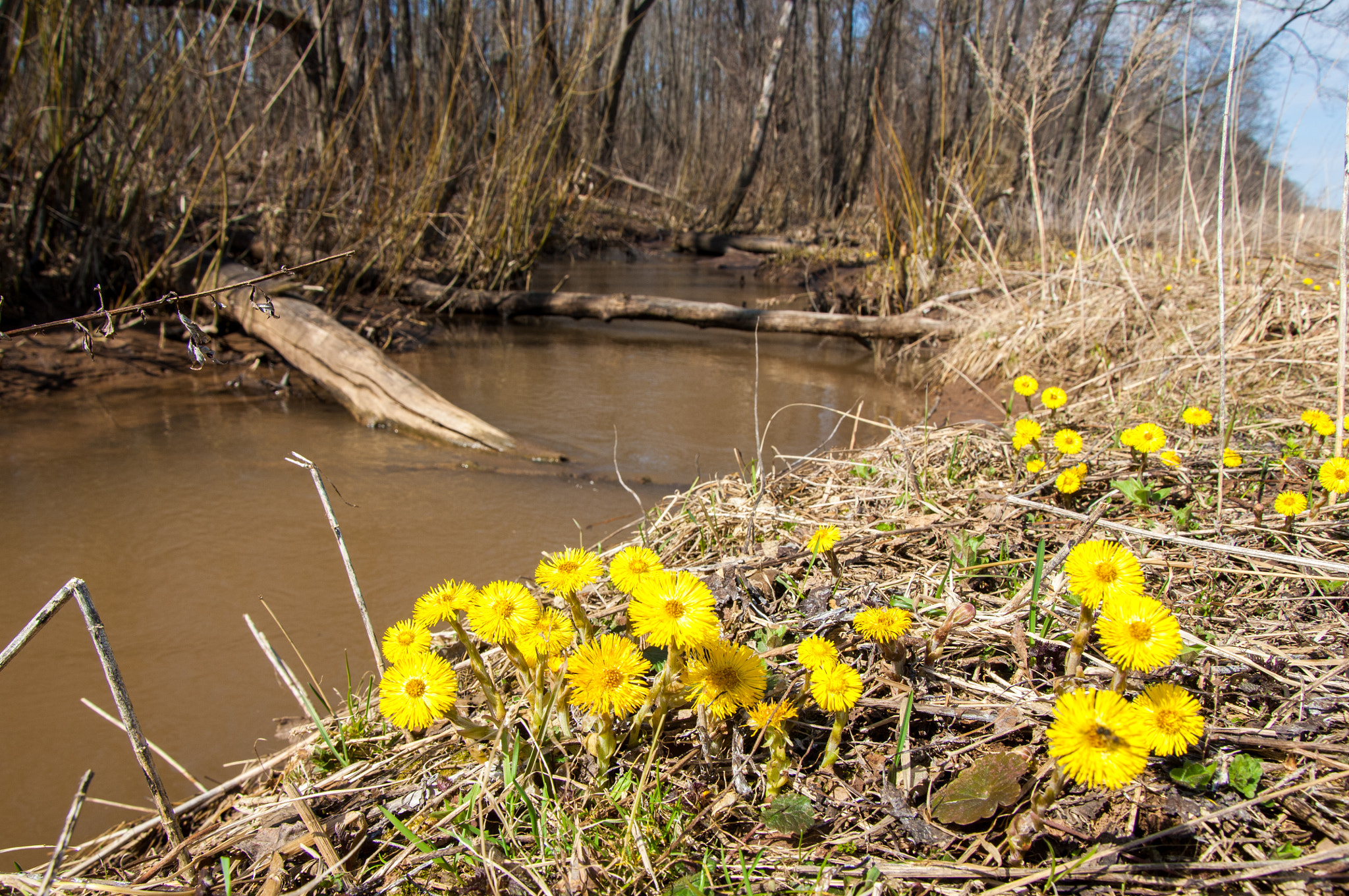 Nikon D2X sample photo. Tussilago farfara, commonly known as coltsfoot, is a plant in th photography