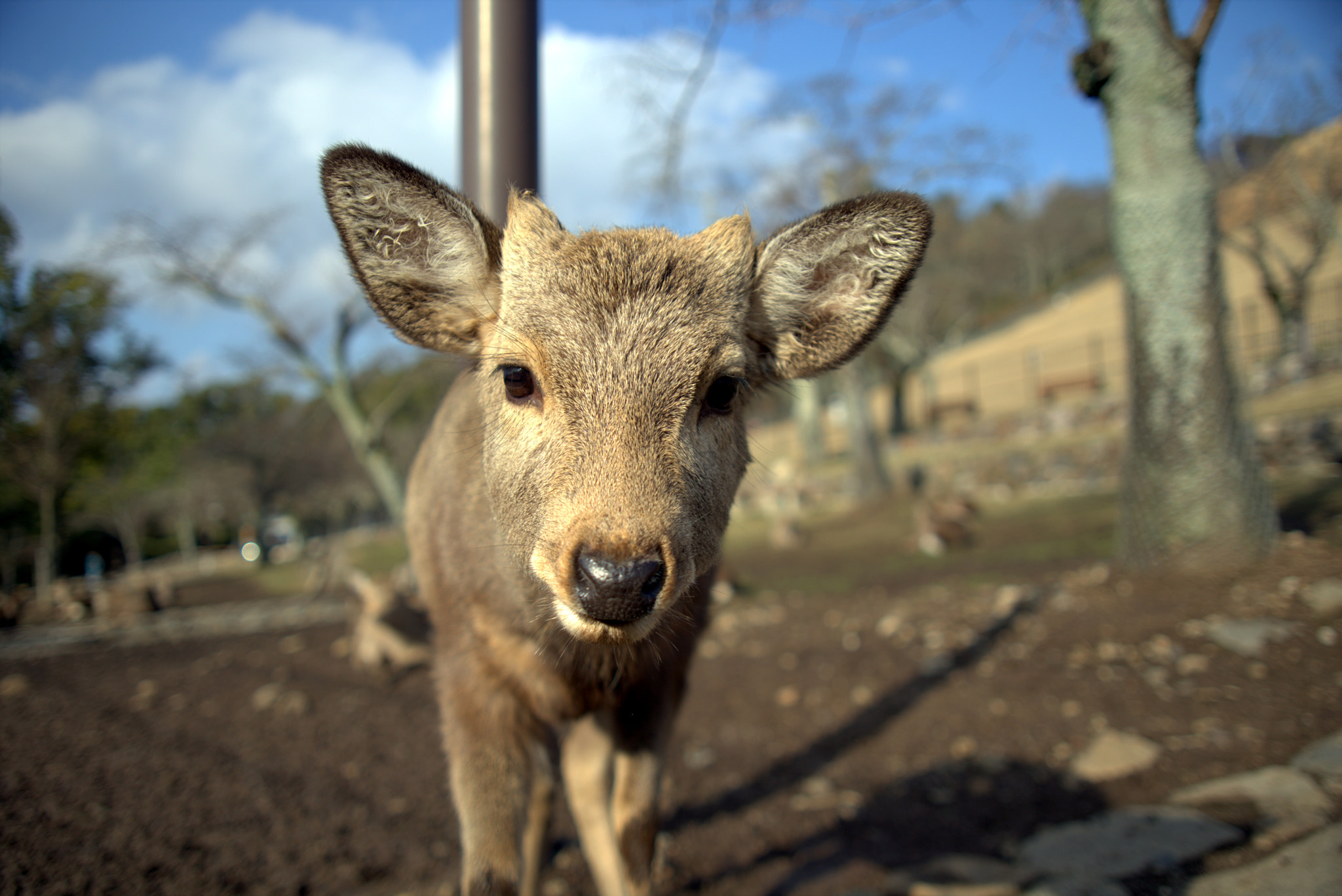 Canon EF 28-105mm f/3.5-4.5 USM sample photo. An curious visitor photography