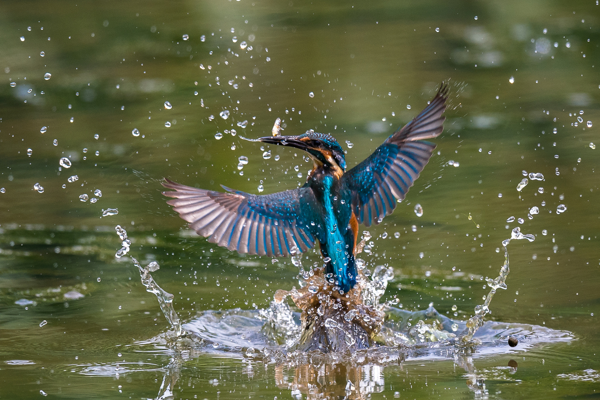 Nikon D5 sample photo. Kingfisher photography