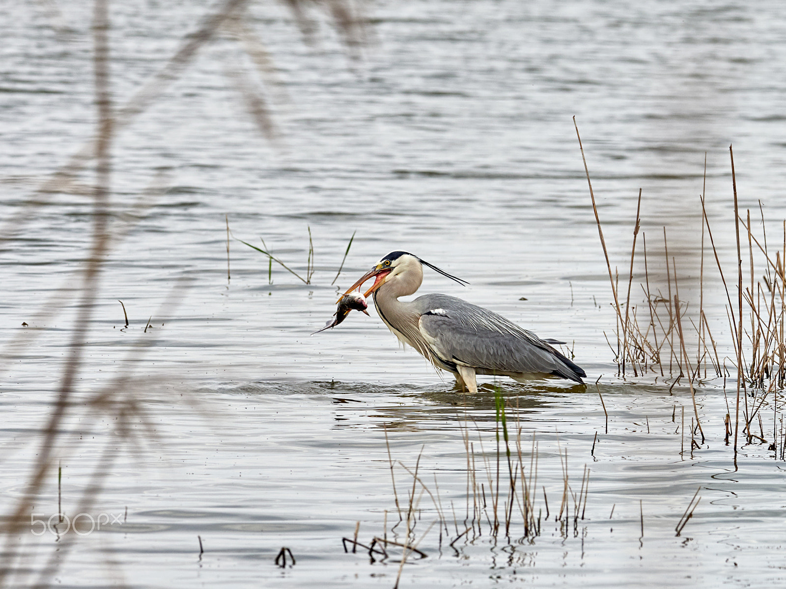 Olympus OM-D E-M1 Mark II + OLYMPUS M.300mm F4.0 sample photo. Ardea cinerea v photography