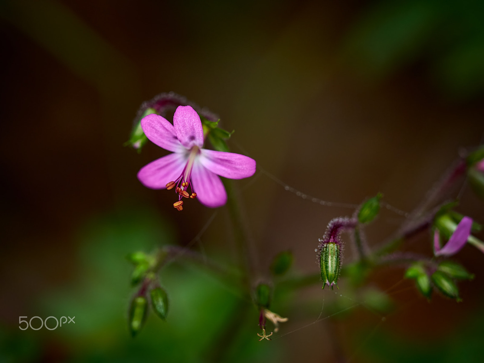 Olympus OM-D E-M1 + Olympus M.Zuiko Digital ED 40-150mm F2.8 Pro sample photo. Enchanted forest flower photography