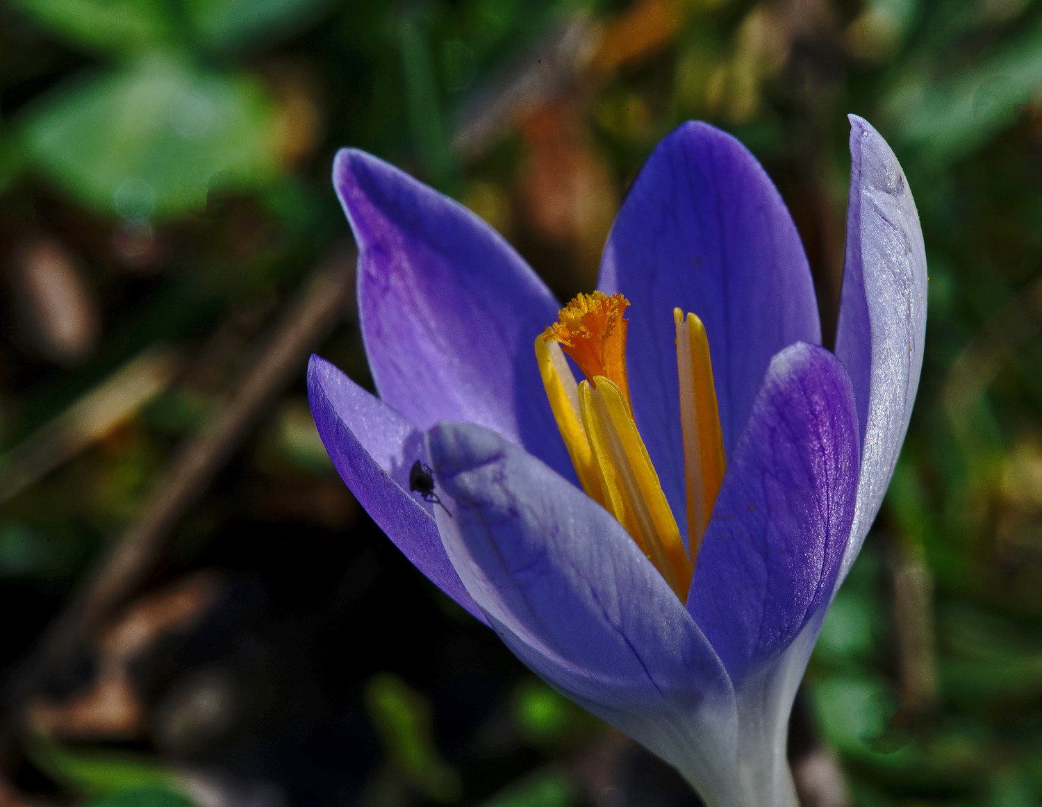 Sony a7R II + 100mm F2.8 SSM sample photo. Catching rays photography